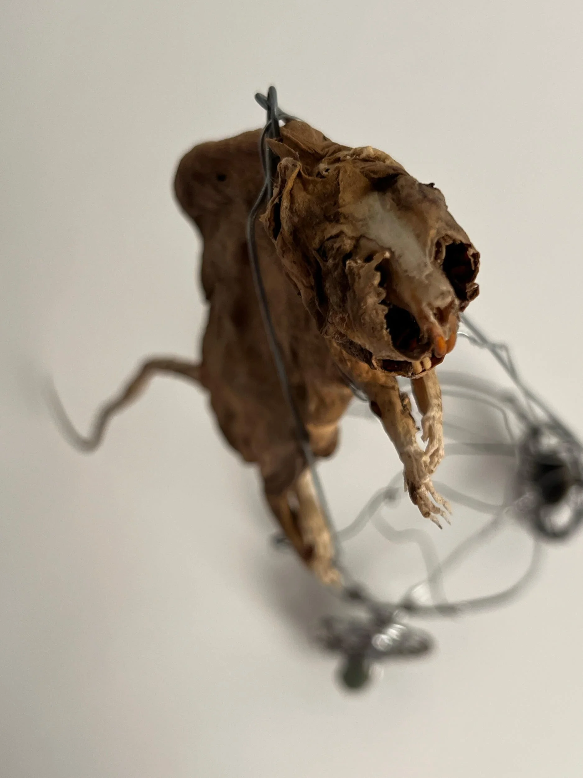 A dried, mummified rat, mounted on a wire stand with wheels against a plain background.