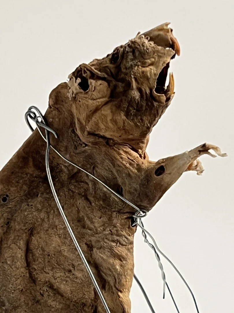 A sculpture with a mummified rat with metal wires attached.