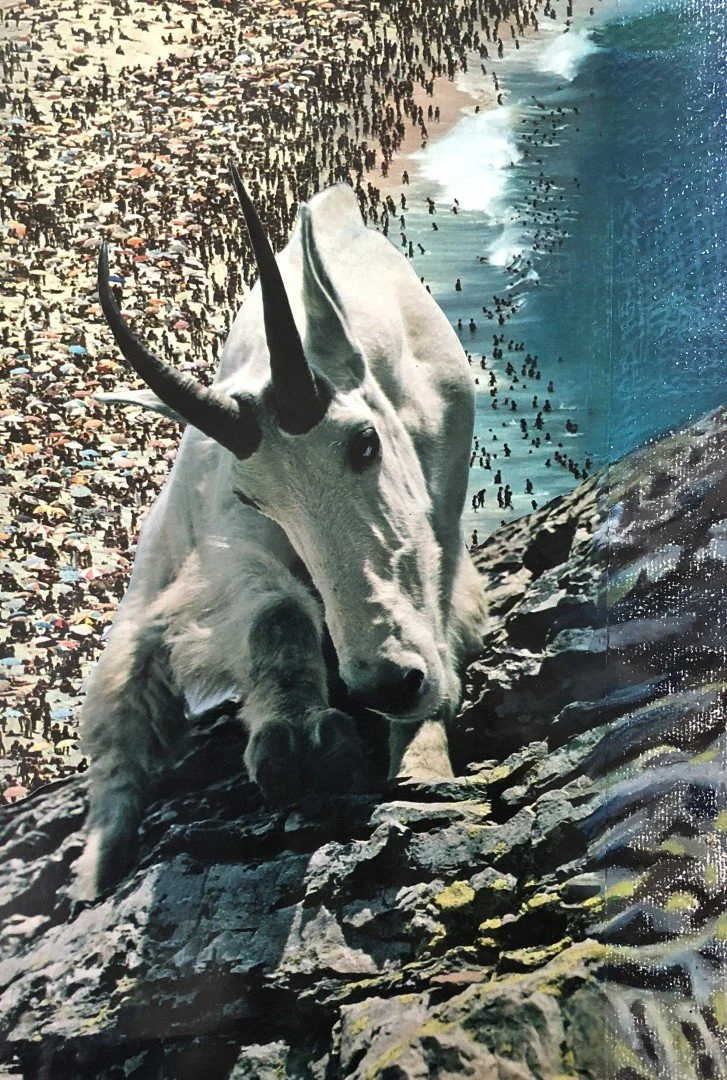Goat      2020      20 x 16 cm   Analogue collage 