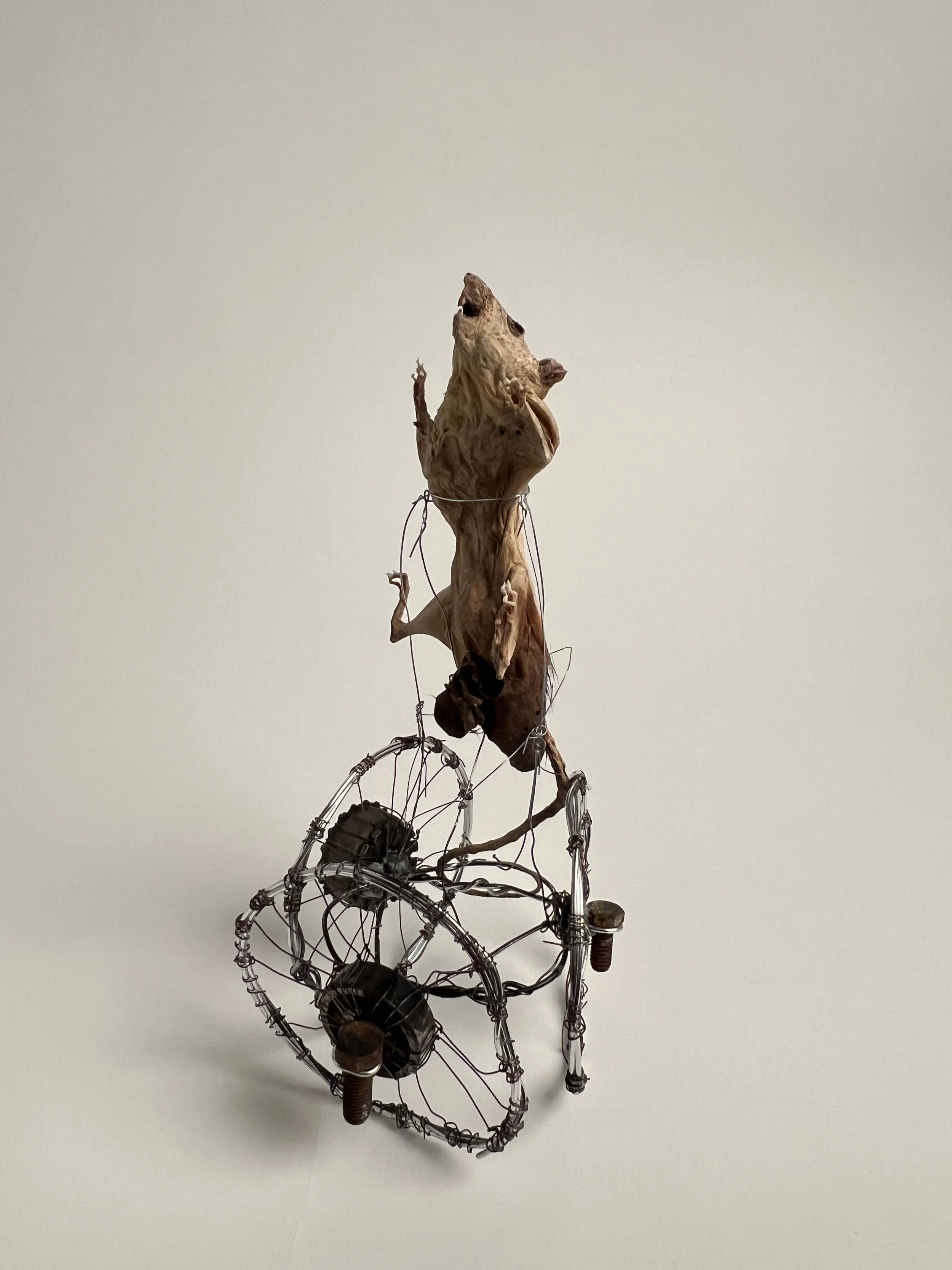 Sculpture made of metal wires resembling a bicycle with a mummified rat mounted on top.