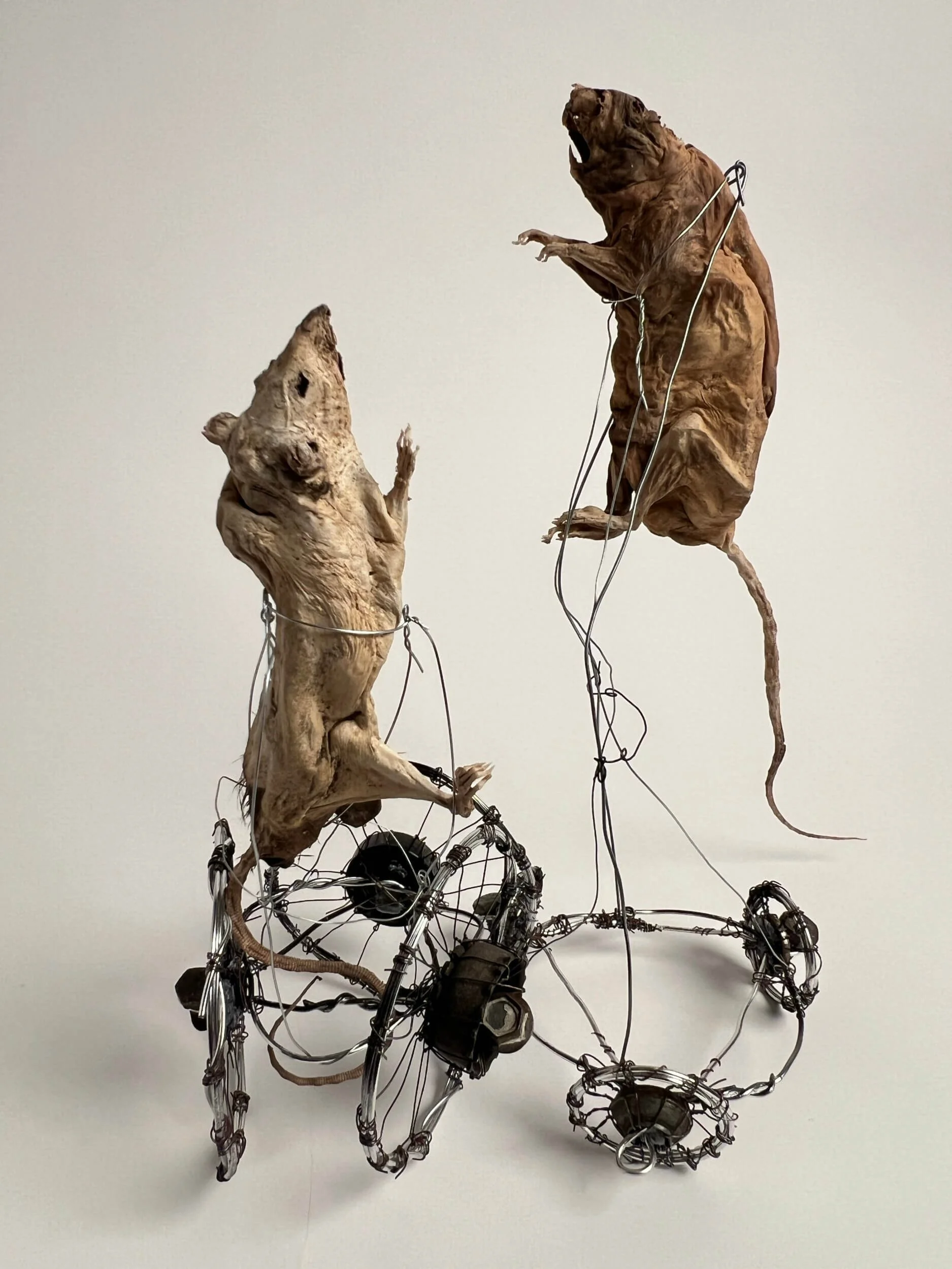 An art sculpture featuring two mummified rats, connected by wires to a metal frame structure with wheels.