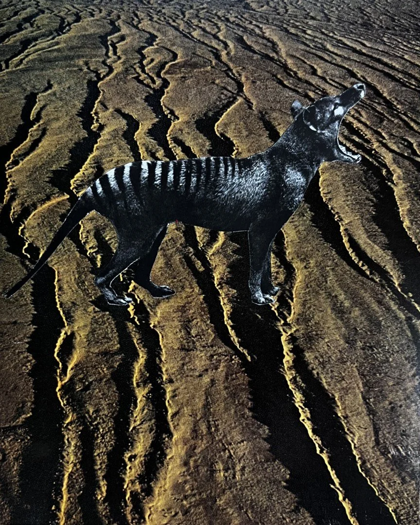 Tiger       2025      20 x 16 cm   Analogue collage 