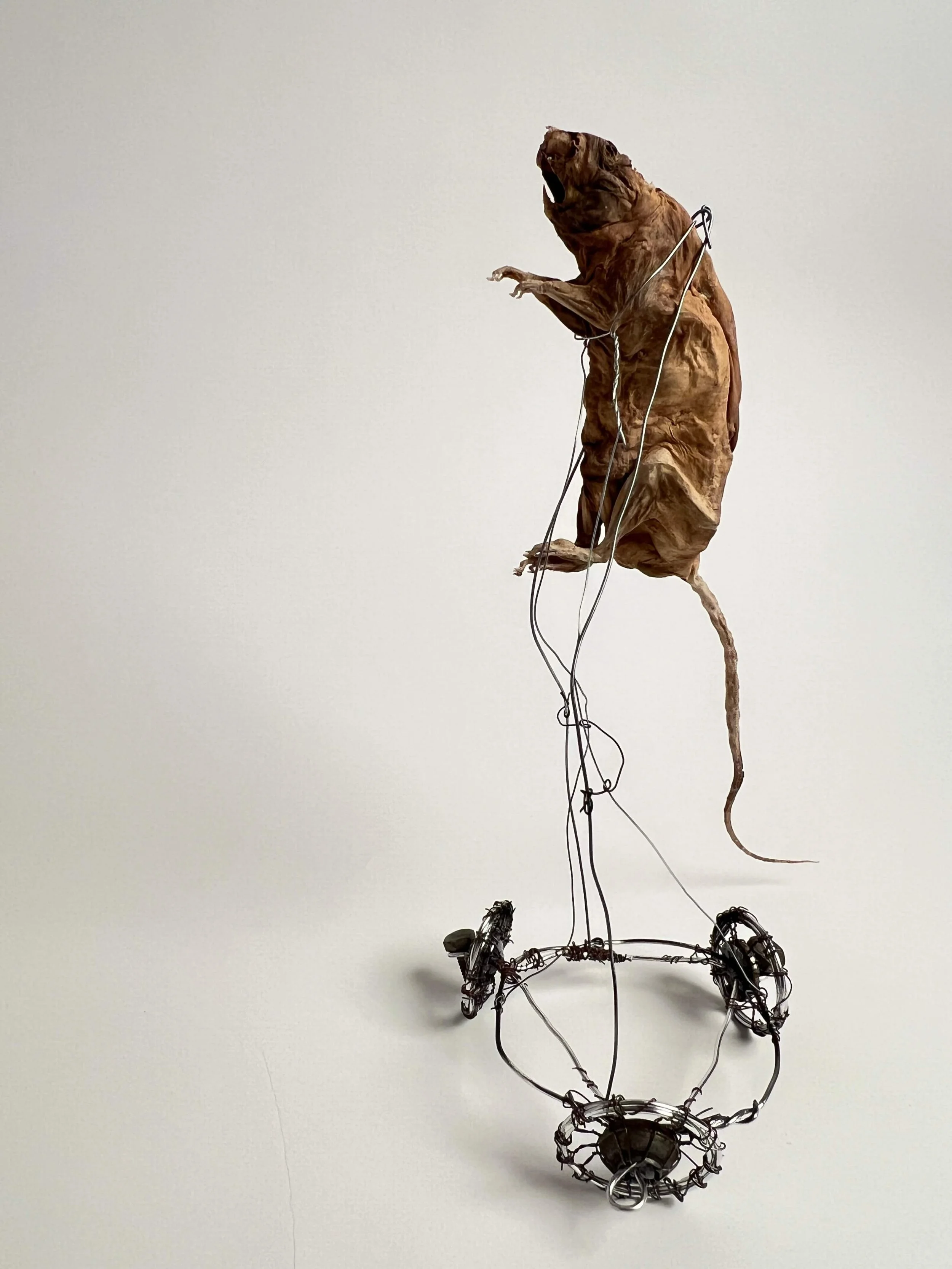 Sculpture of a mummified rat, mounted on wheels in a bipedal standing postion.