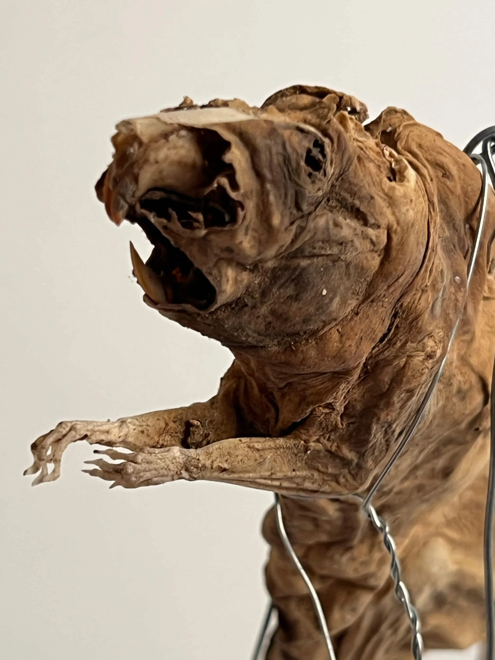 Close-up of a preserved, mummified rat, displayed on a metal stand against a plain background.