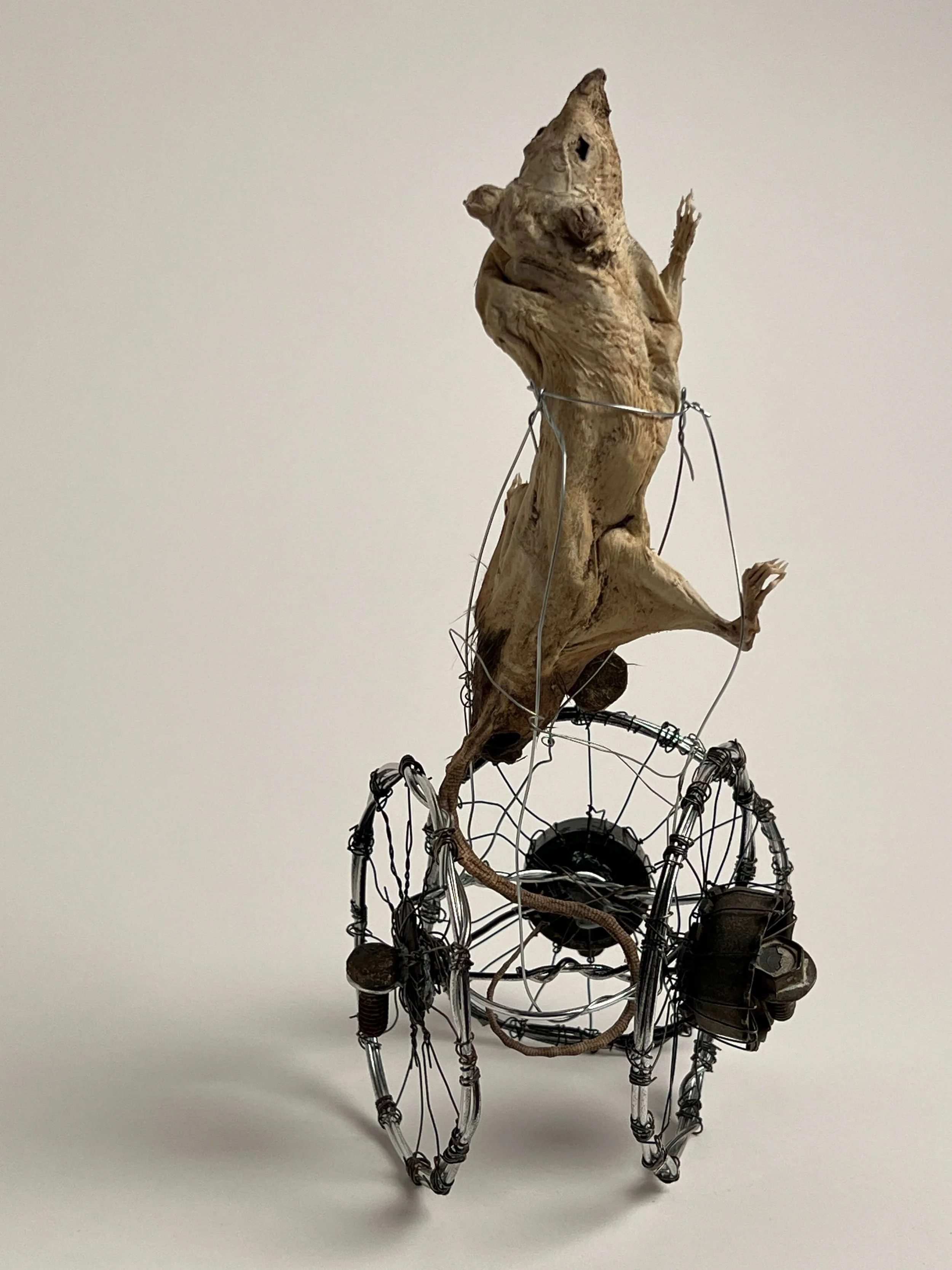 Quirky sculpture combining a mummified rat mounted and various metal and wire and wheel components resembling a seated animal figure, with a focus on intricate wirework.