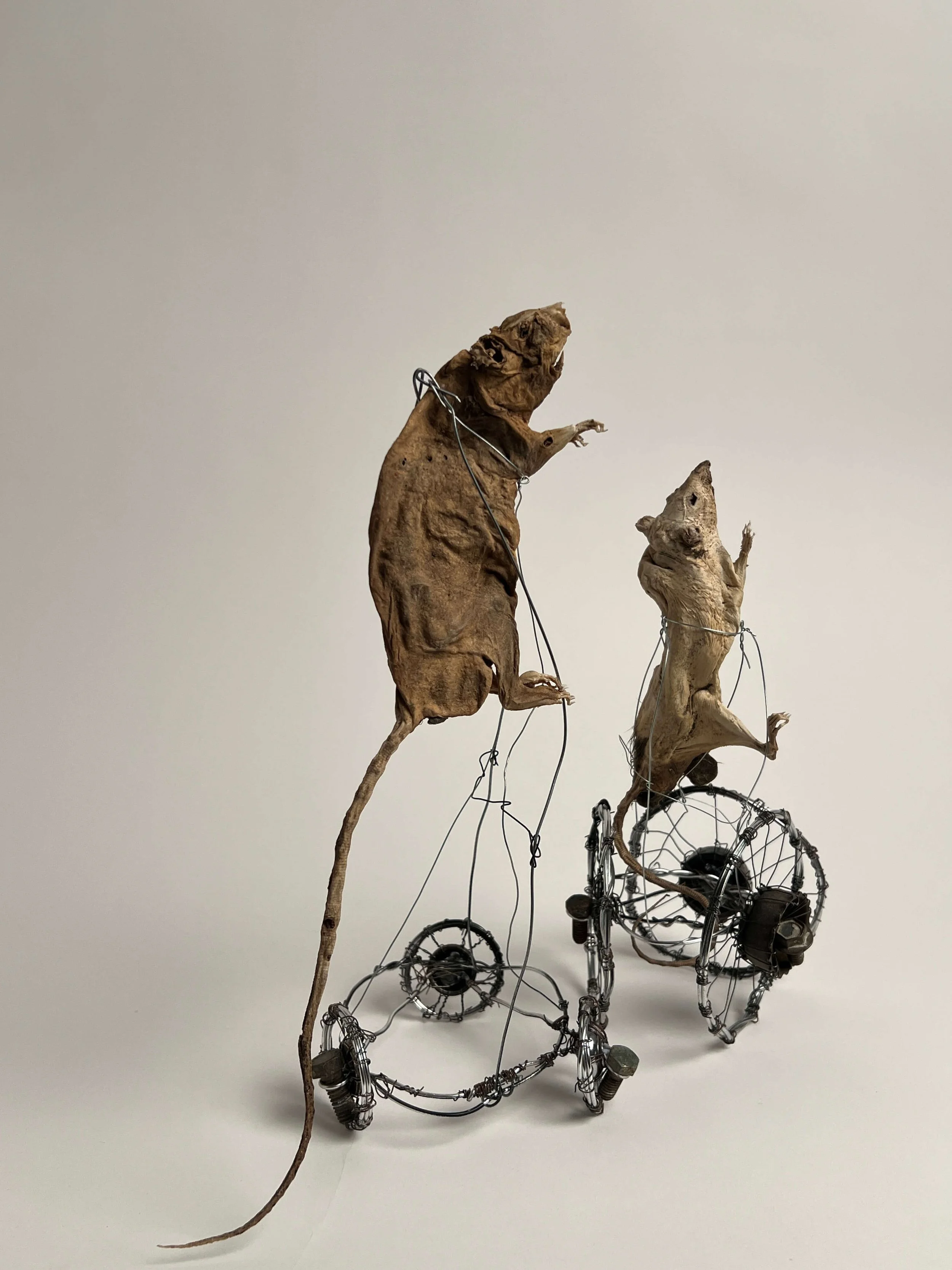 Sculptural artwork featuring two mummified rats each mounted on wire wheels, with the mice appearing to ride the wheels against a plain background.