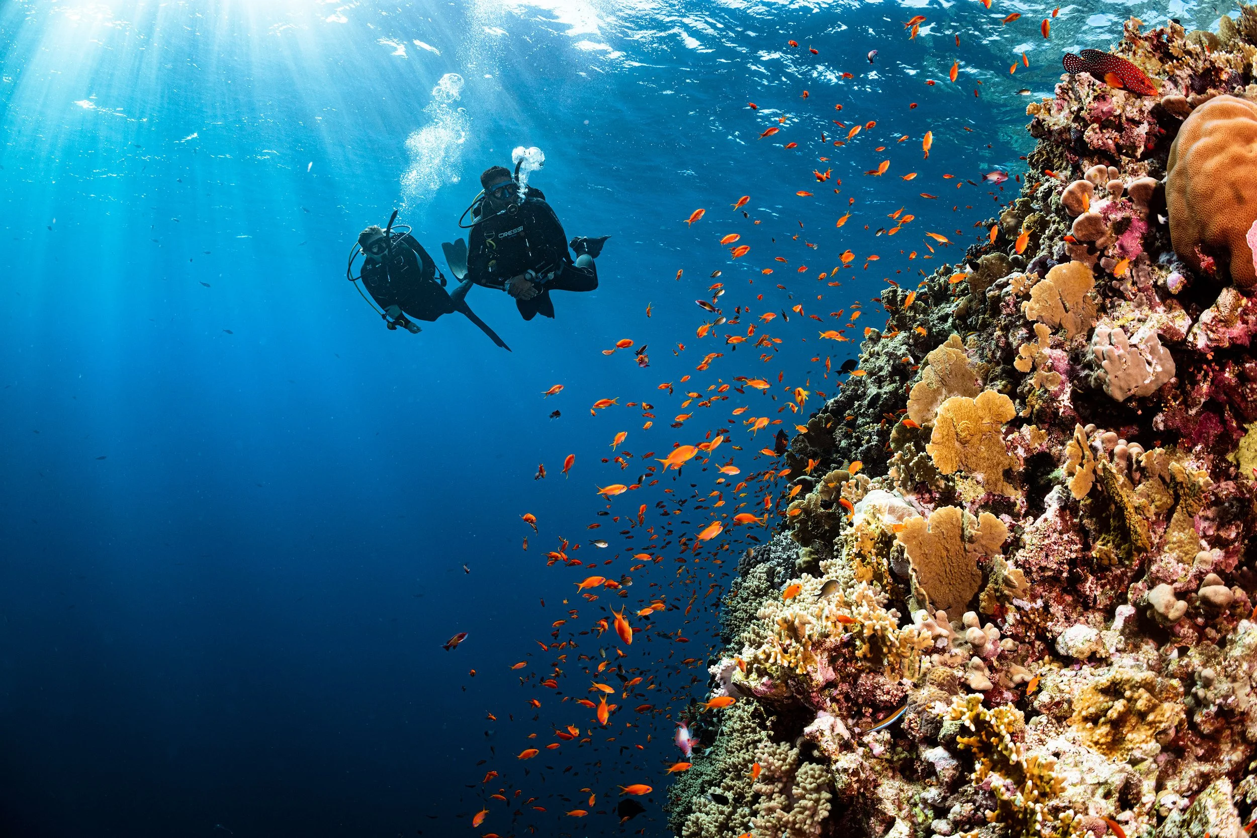 tropical reef fish and coral reef in Amed Bali