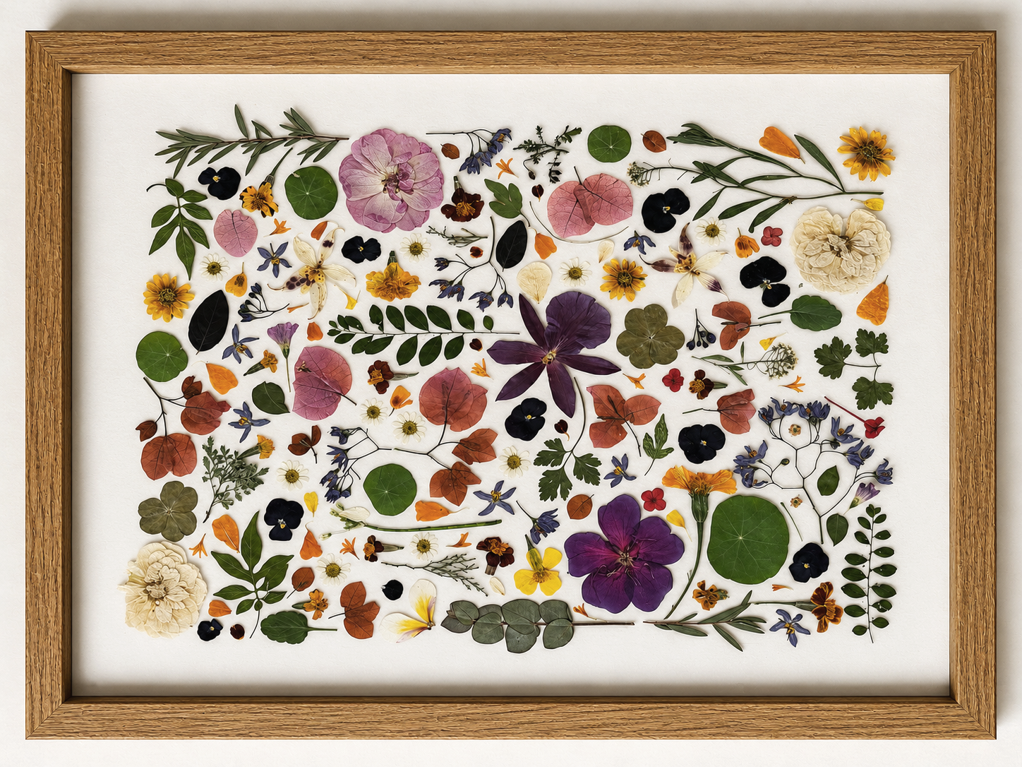 A framed display of various pressed flowers and leaves arranged on a white background.