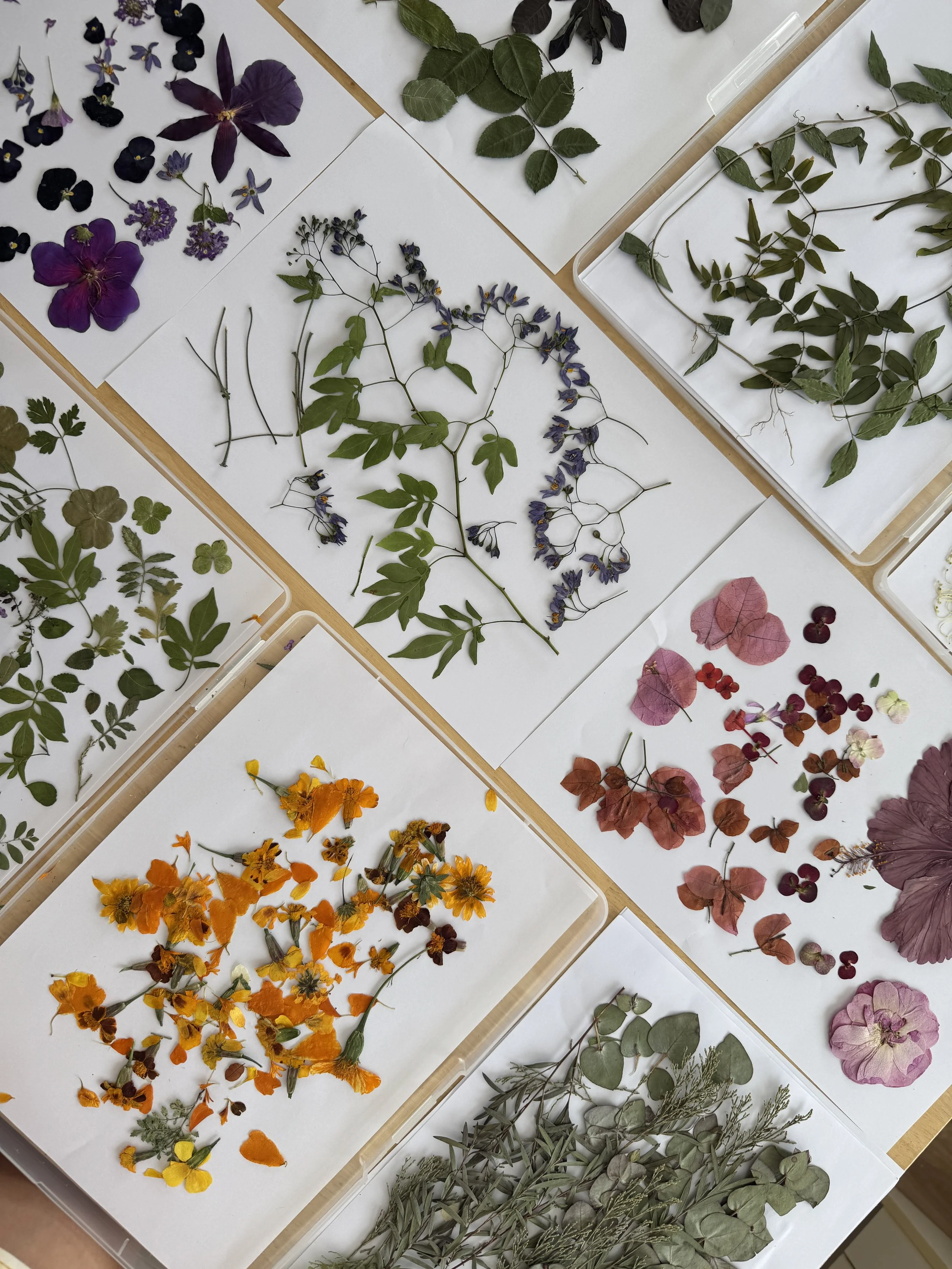 Various dried flowers and plant leaves arranged on white sheets of paper, organized by color and type in trays.