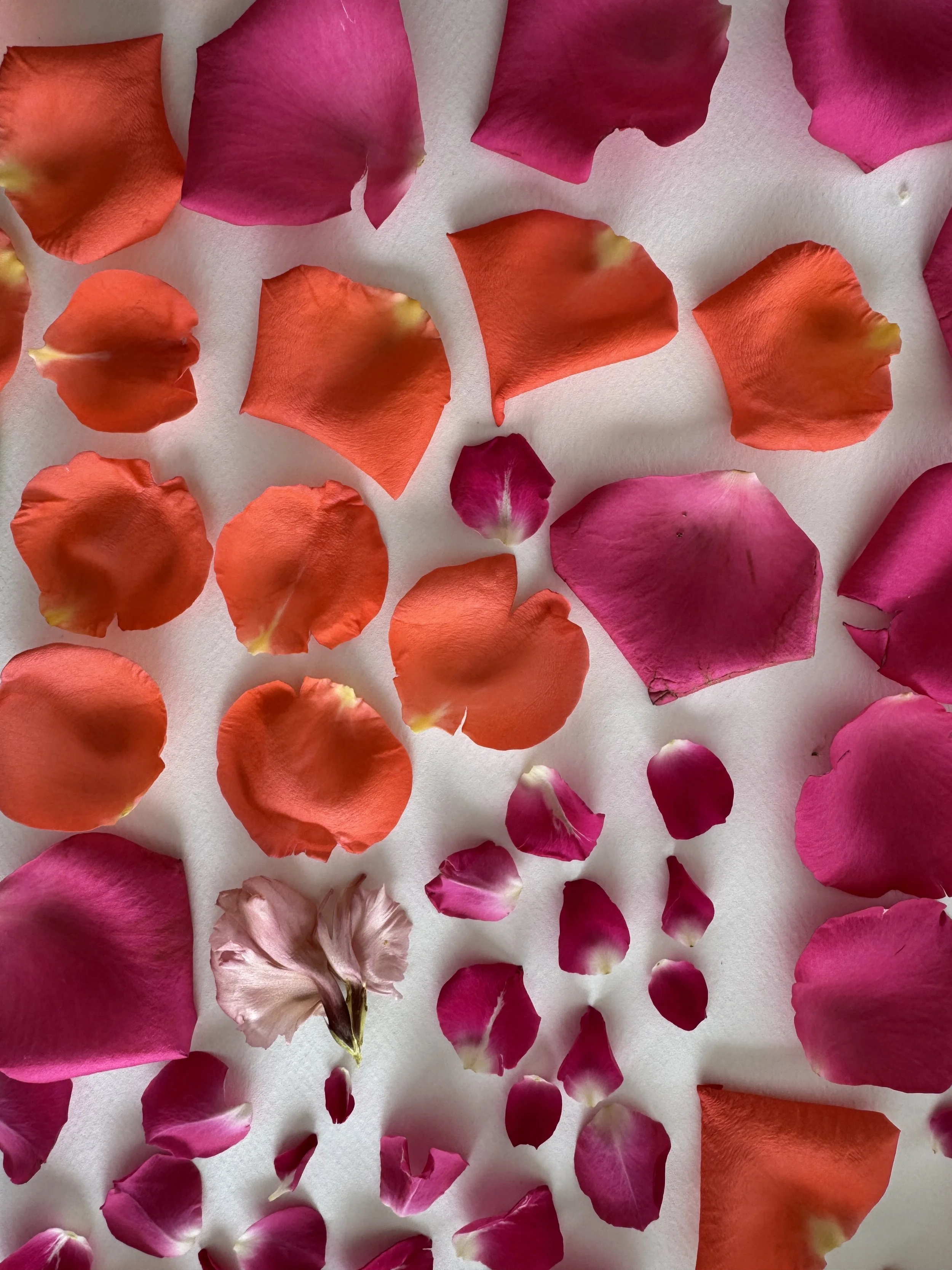 colourful rose petals