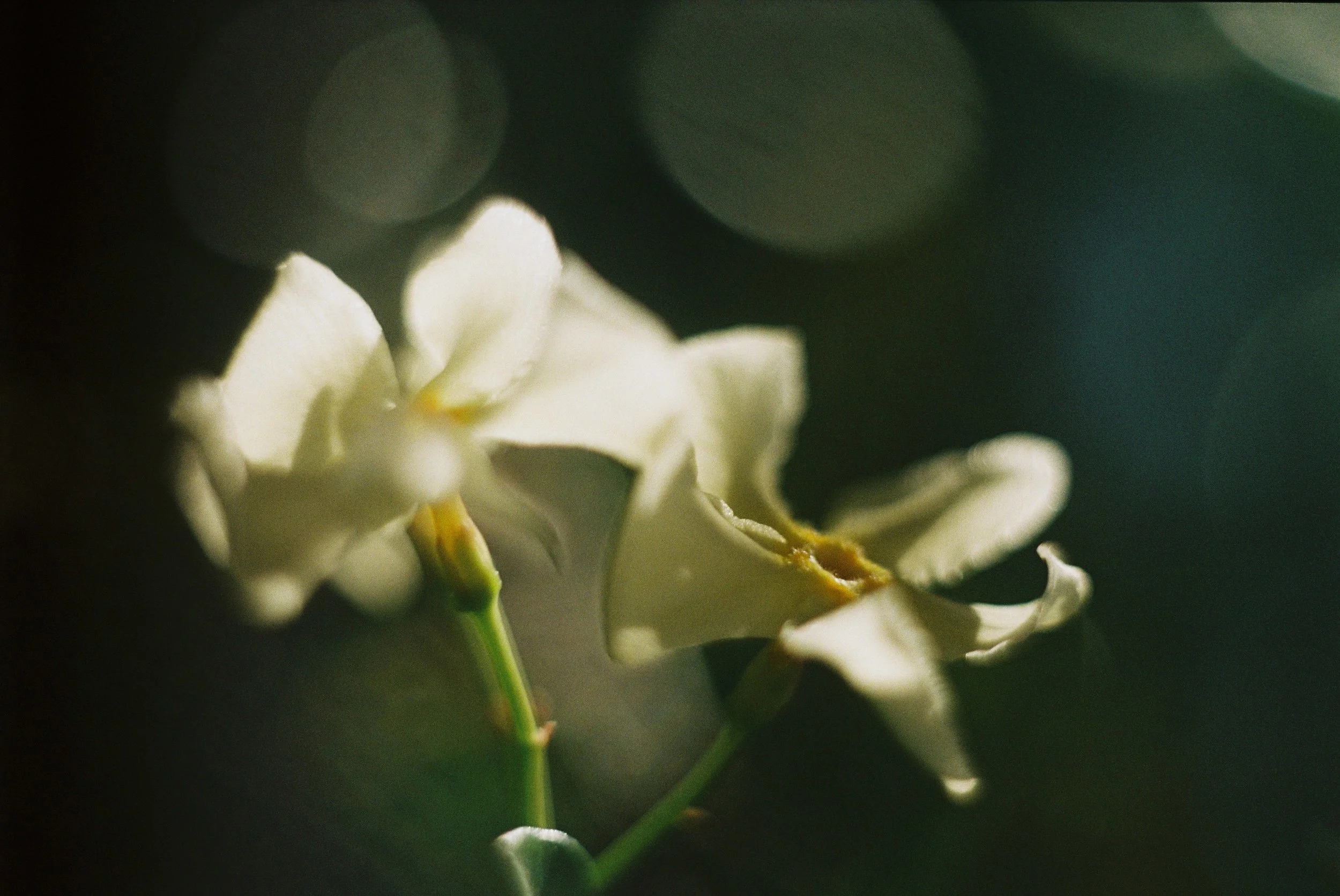 white jasmin