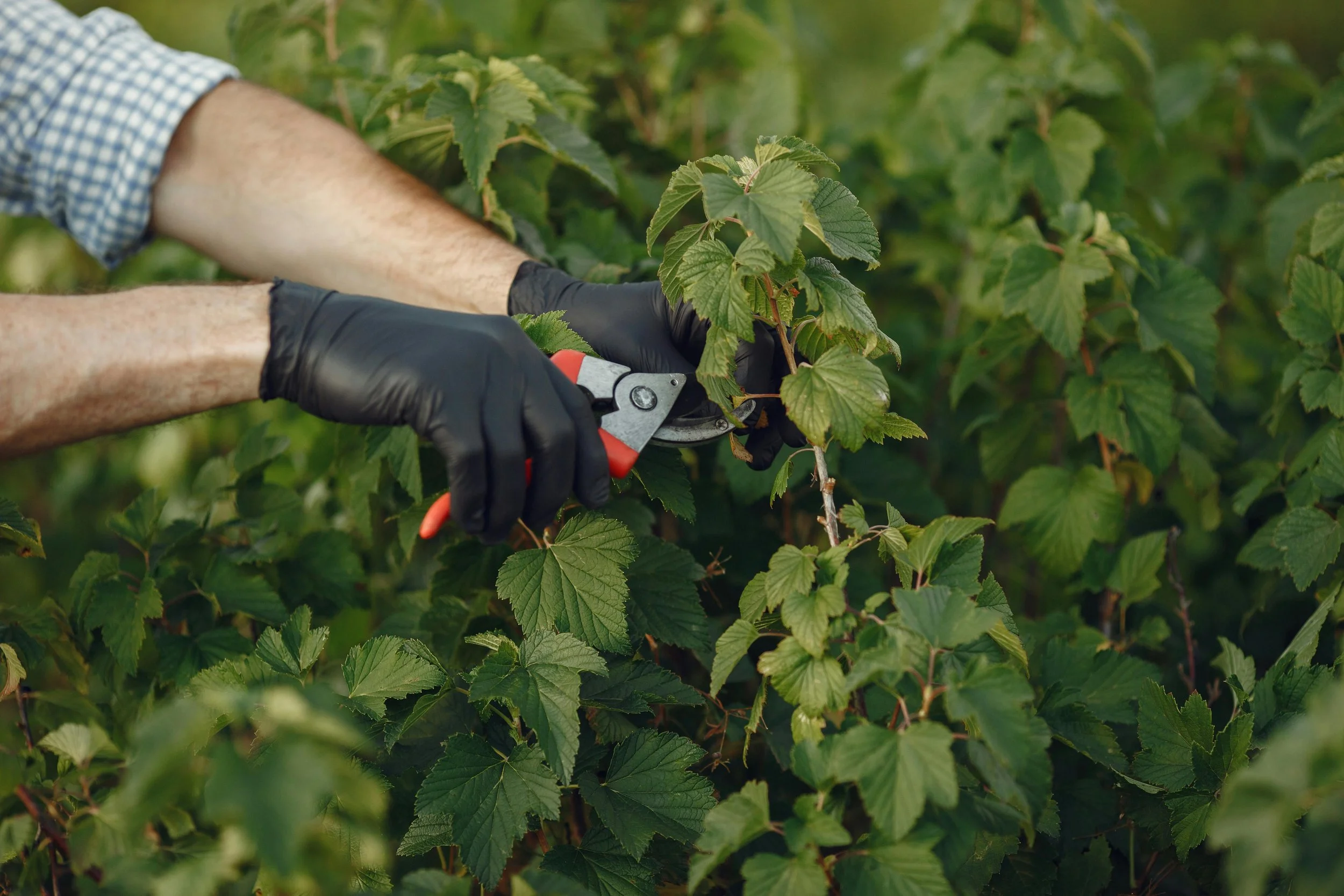 The Best Time to Prune Your Hedges