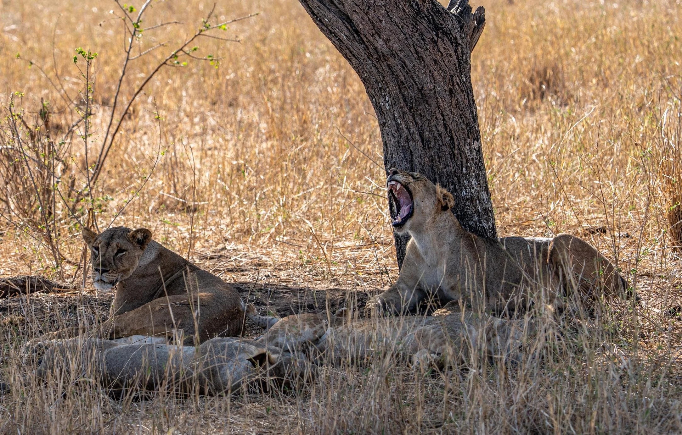 Dos leonas descansando bajo un árbol en un paisaje de hierba seca en la sabana africana, una de ellas está midiendo su bostezo con la boca abierta. África.