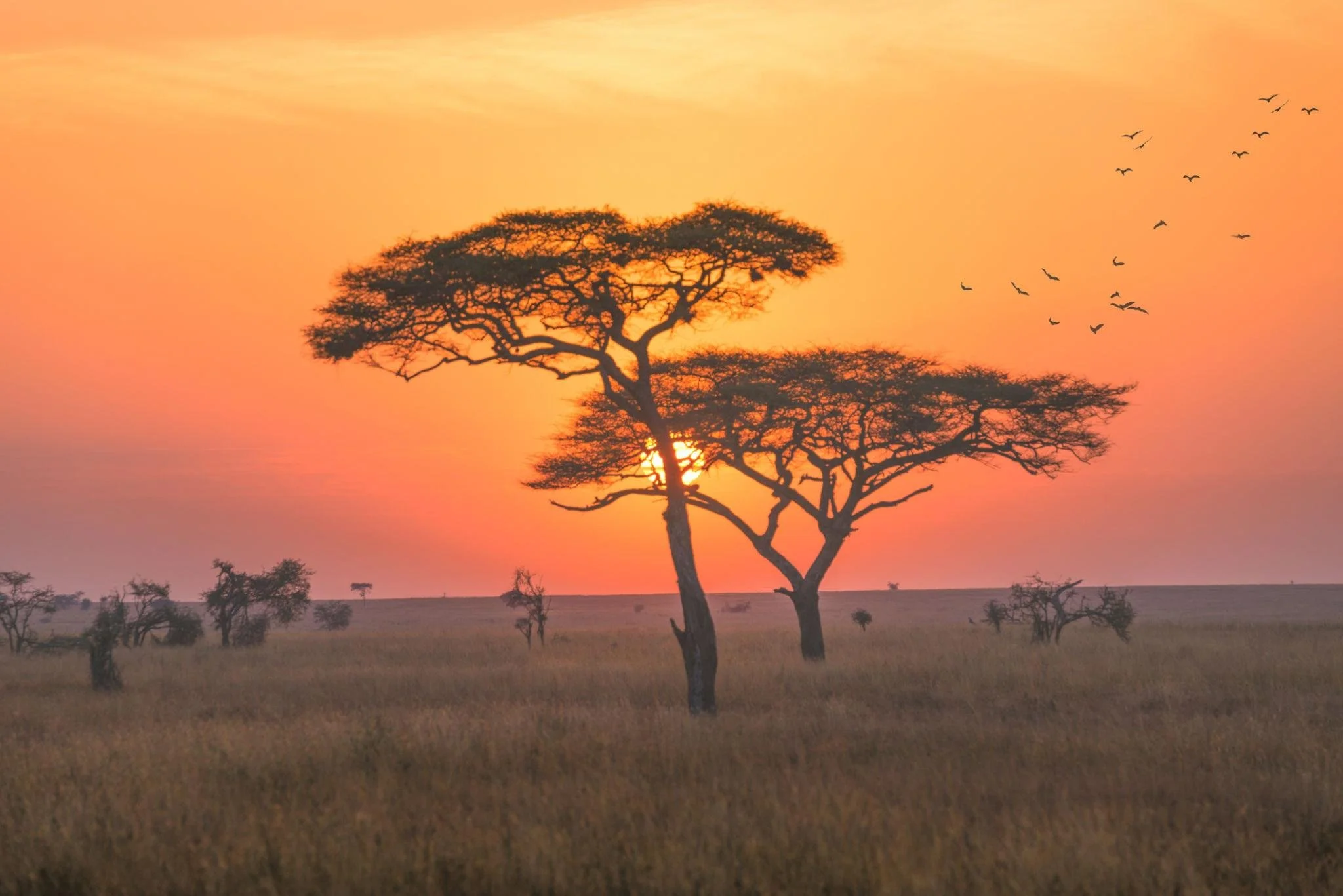 Paisaje de sabana africana al atardecer con árboles de acacia y aves en el cielo. África.