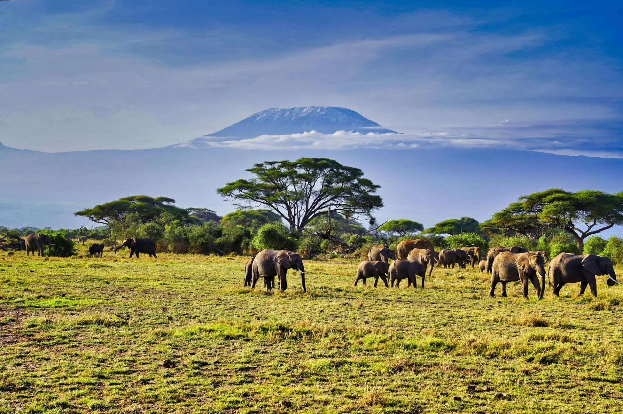 Una vista de la sabana africana con elefantes y árboles, con un volcán en la distancia bajo un cielo parcialmente nublado. África.
