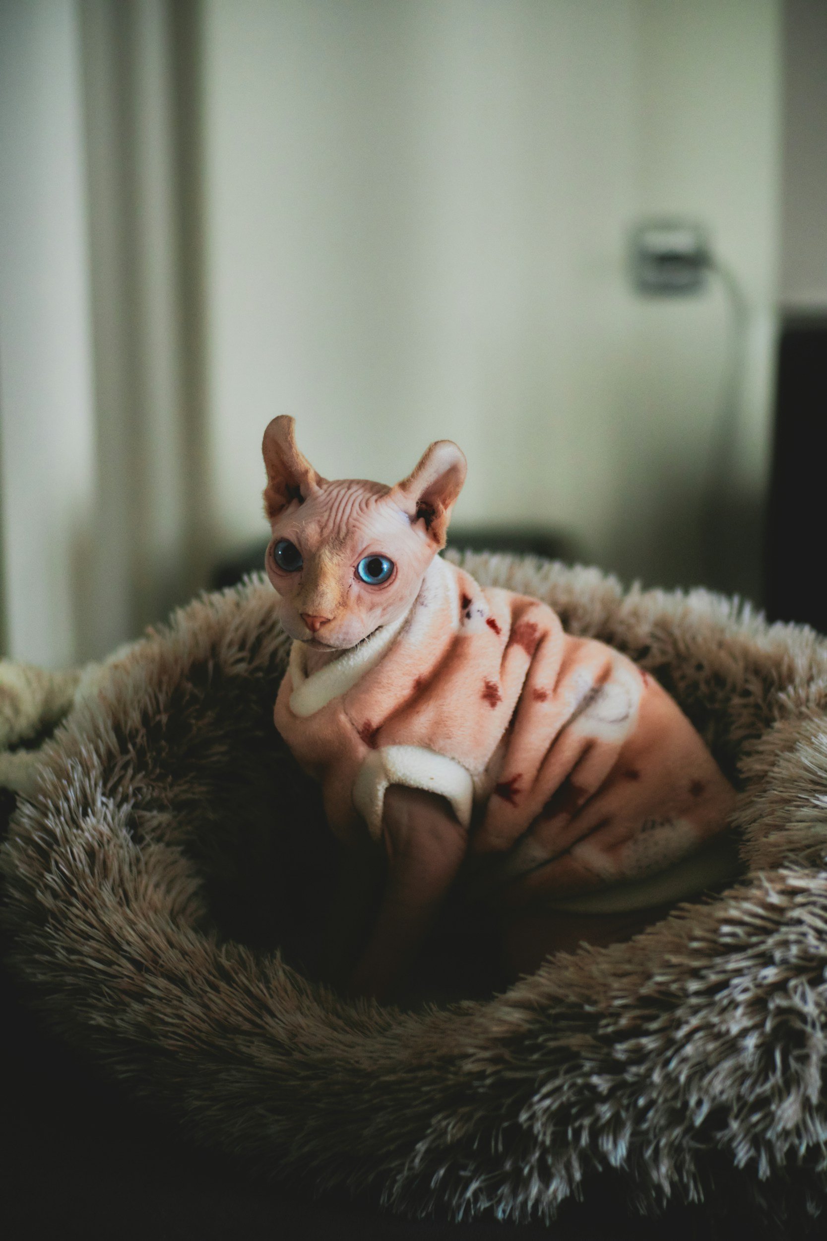 A Sphynx cat with blue eyes wearing a light-colored, patterned fleece jacket, sitting in a round, plush pet bed.