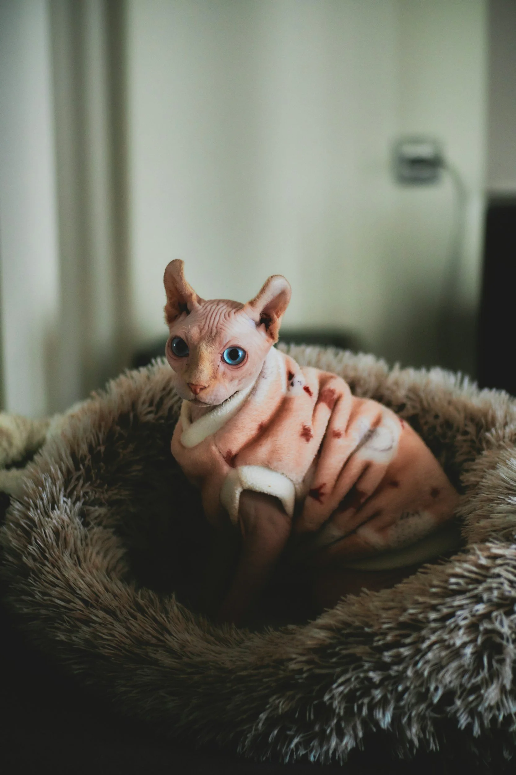 Sphynx cat with blue eyes wearing a pink and white fleece outfit, sitting on a furry circular bed in a room with green walls.