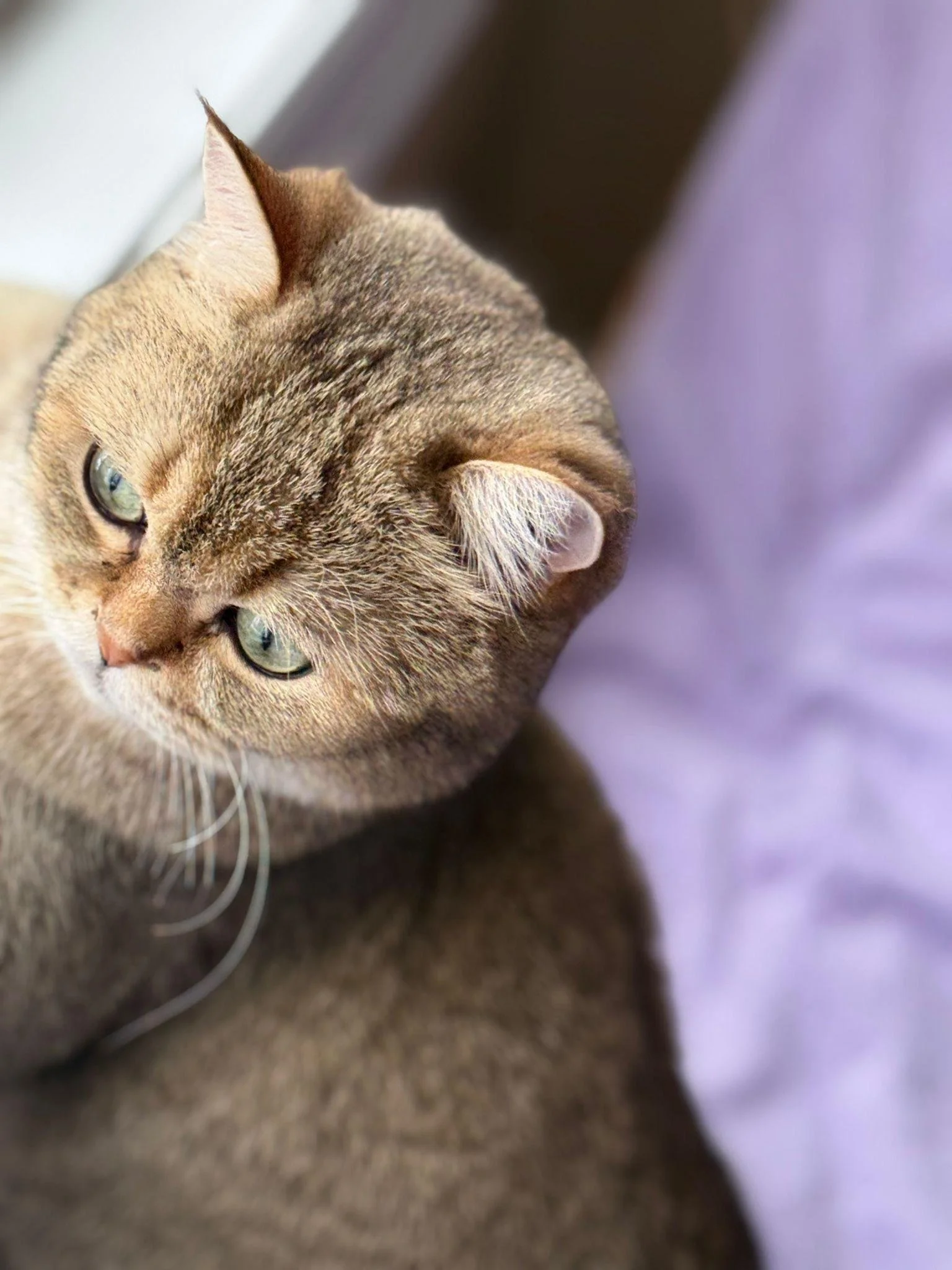 Close-up of a tabby cat with green eyes relaxing on a soft purple blanket.