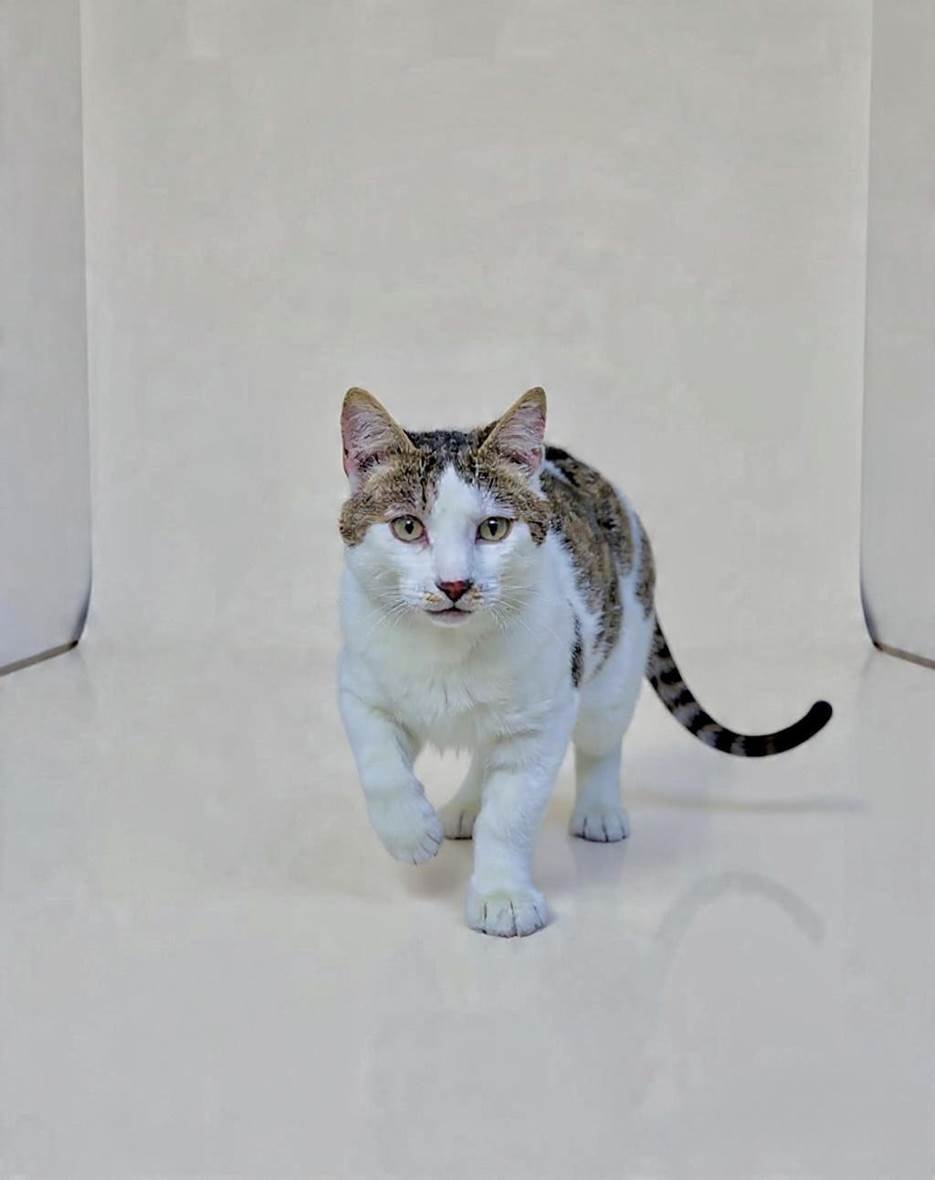 A cat with a mix of white, brown, and black fur walking towards the camera against a plain beige background.