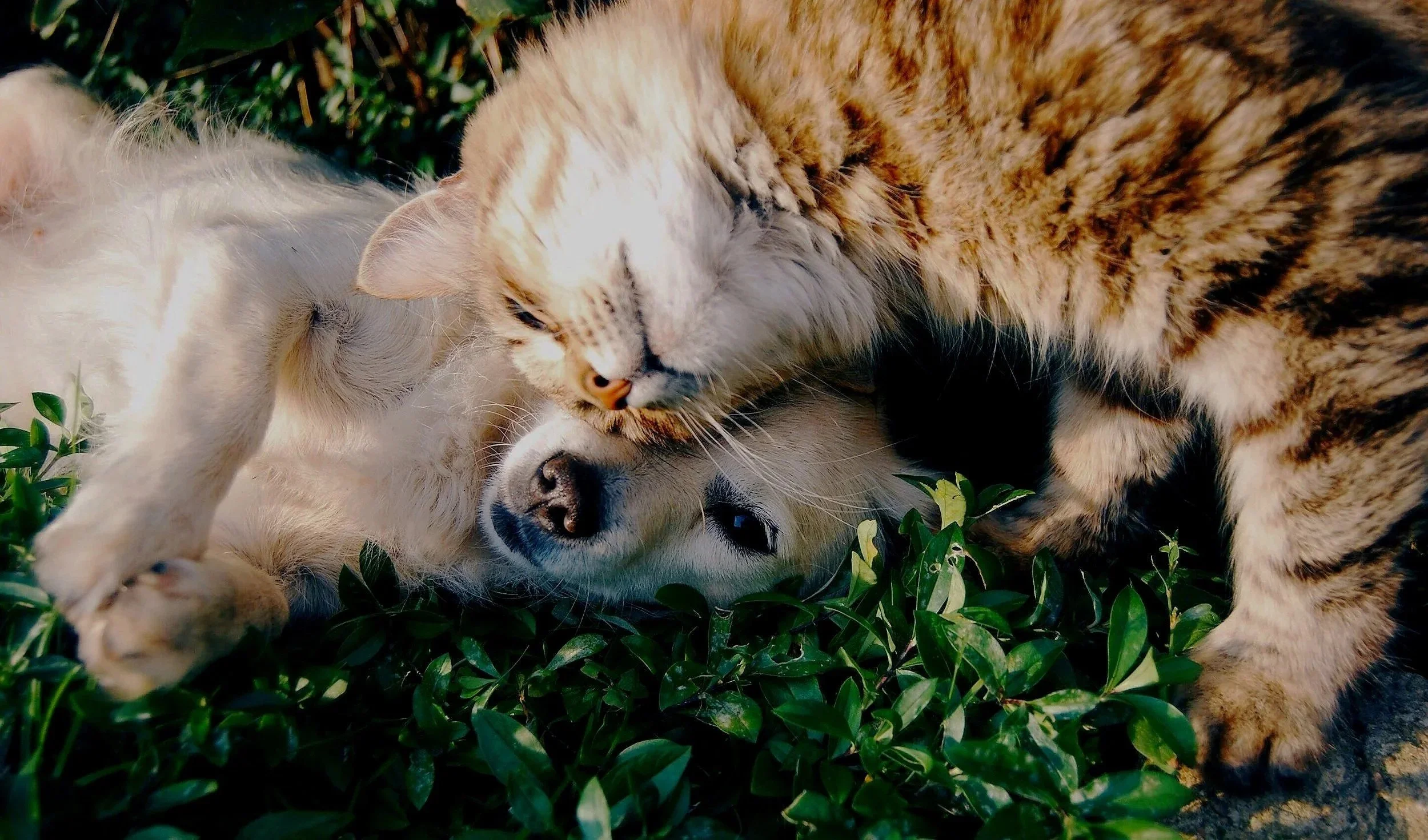 Two cats cuddling on the grass, one cream-colored and the other orange with black stripes.