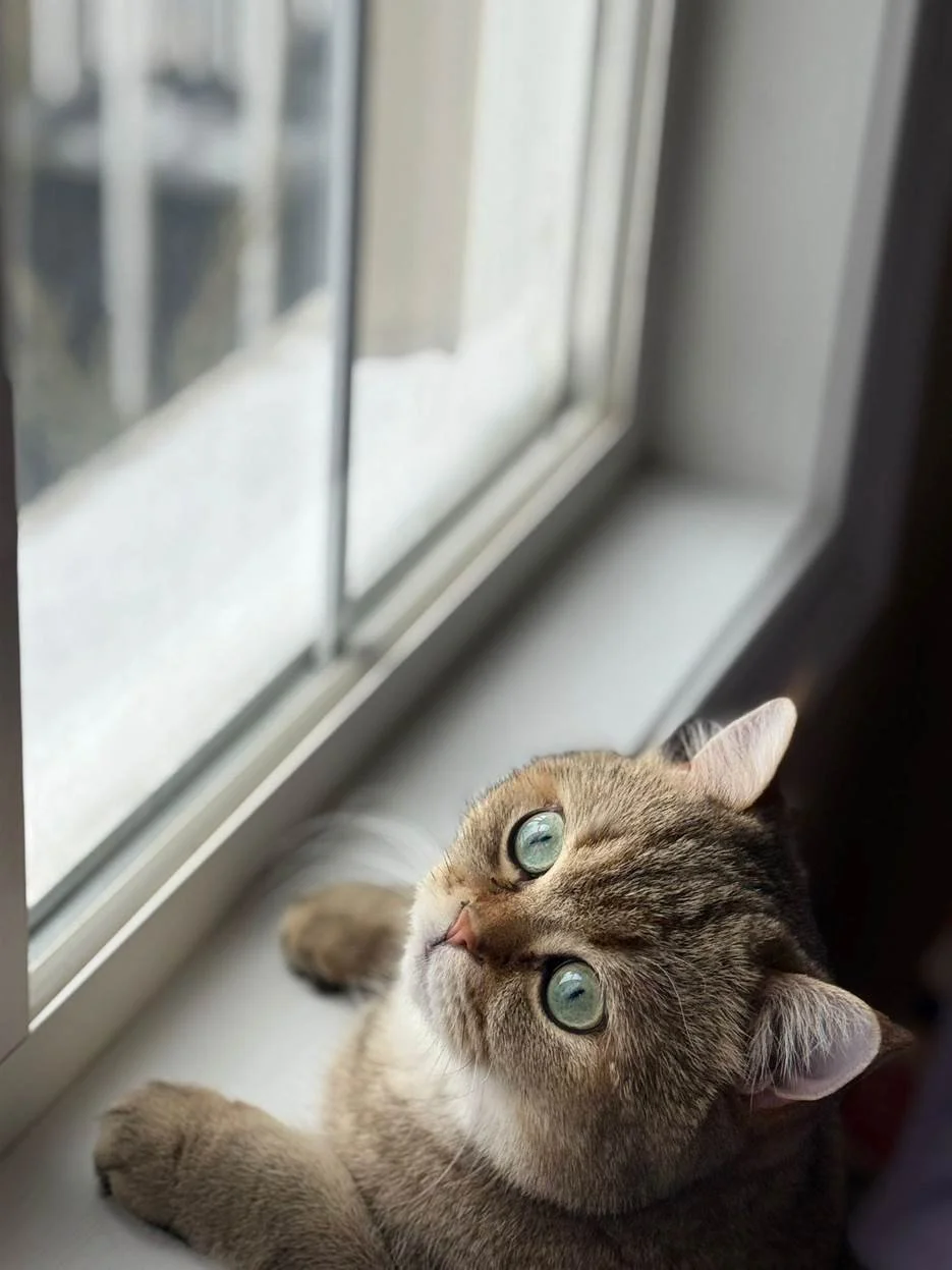 Close-up of a tabby cat lying on a windowsill, looking up with green eyes.
