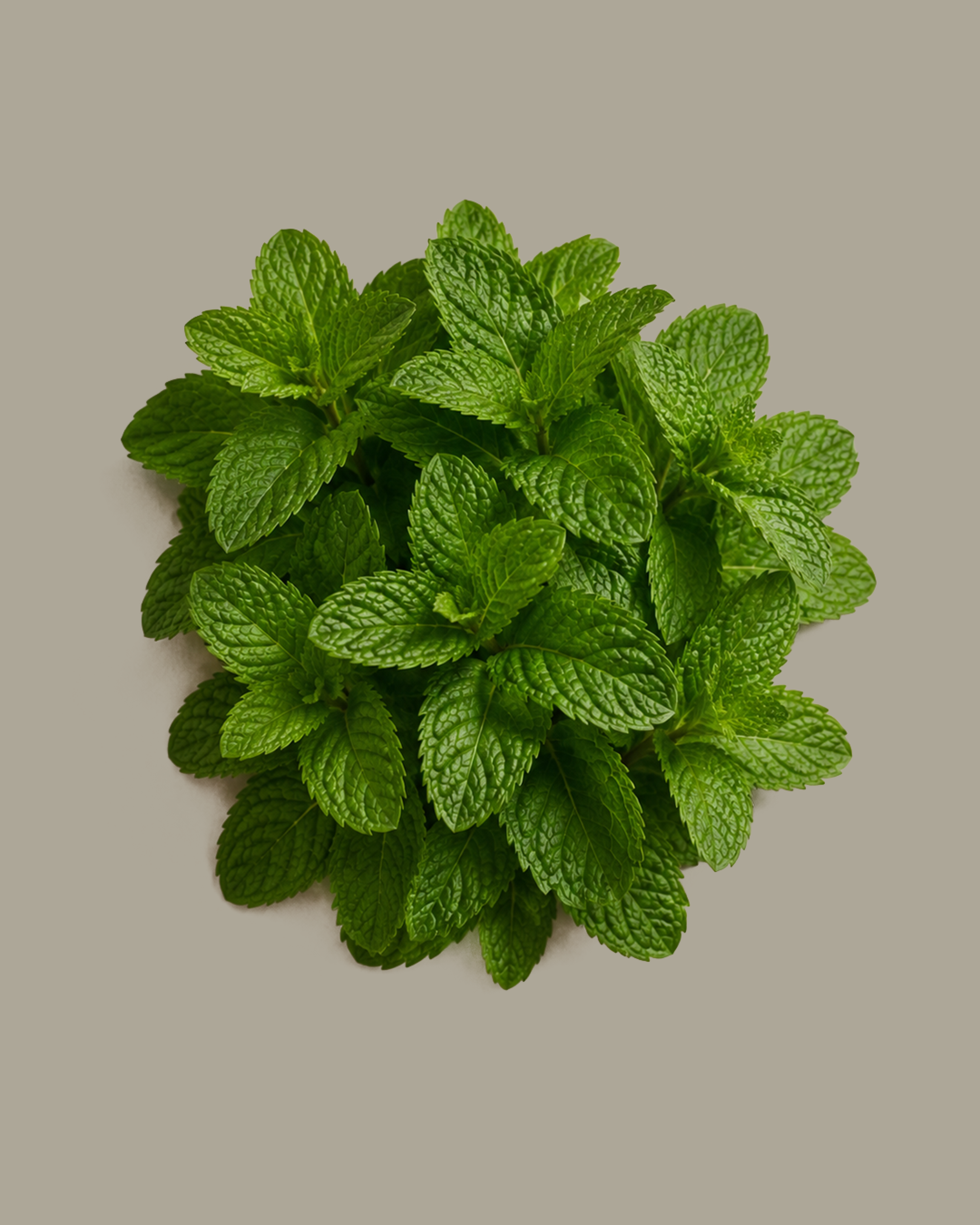 Raisin de menthe fraîche vert vif sur un fond gris clair.