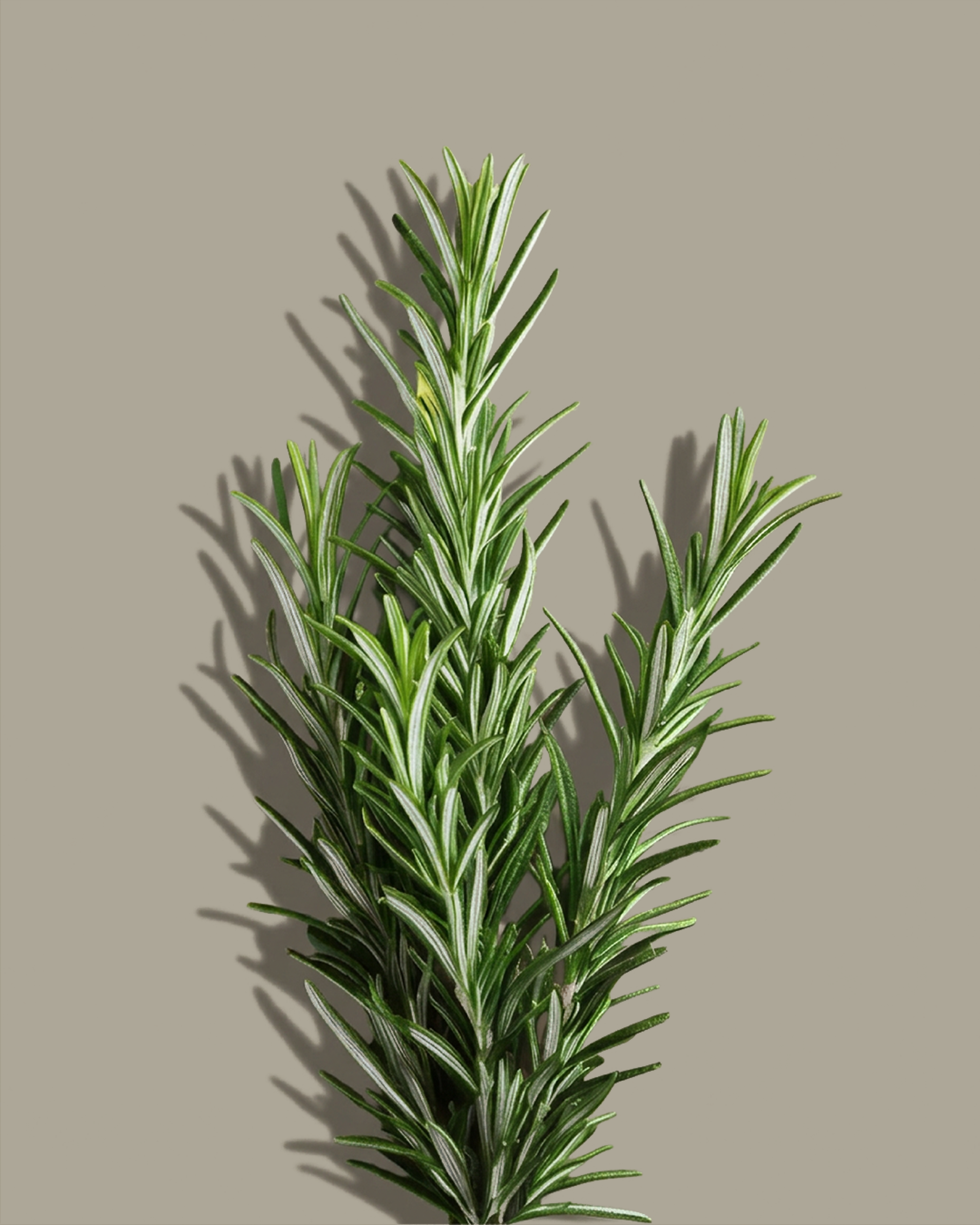 Rameau de romarin vert foncé avec des feuilles allongées et pointues, ombragé et shadow sur un fond gris clair.