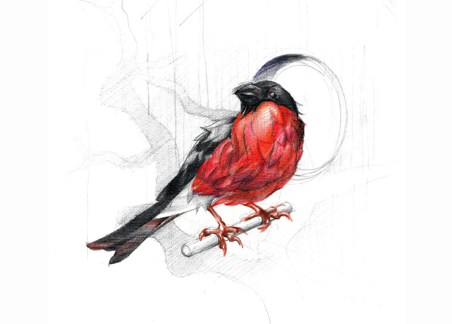 Sketch of a bird perched on a branch, with partially colored black and red feathers.