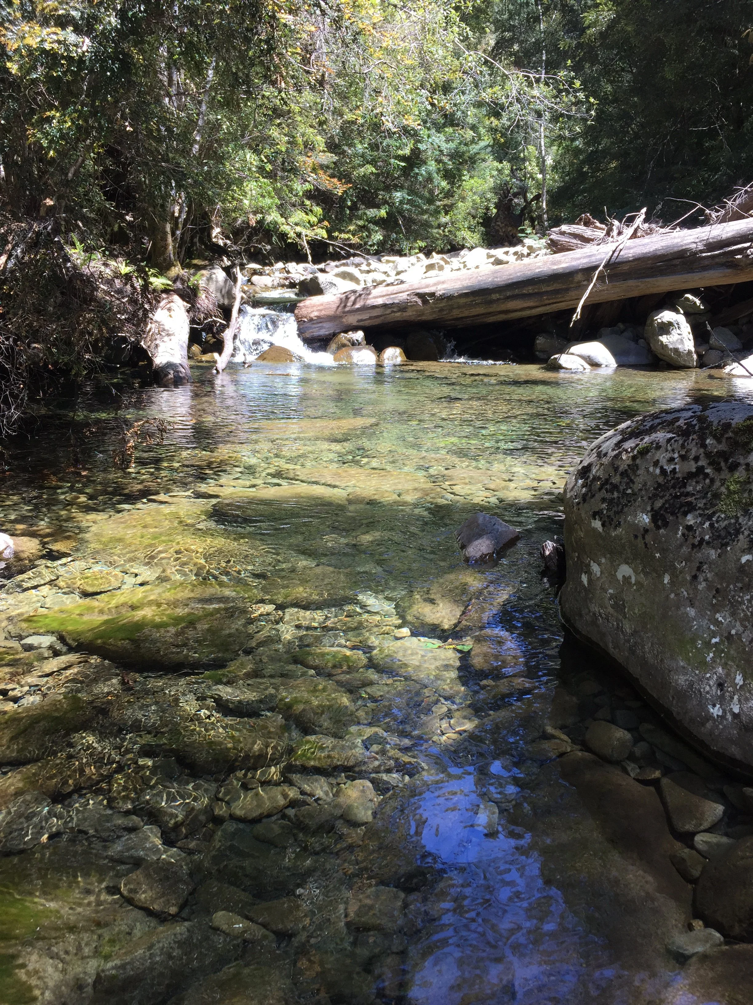 A small, clear mountain stream flowing over rocks, with a fallen log resting across it, surrounded by dense green trees and vegetation.
