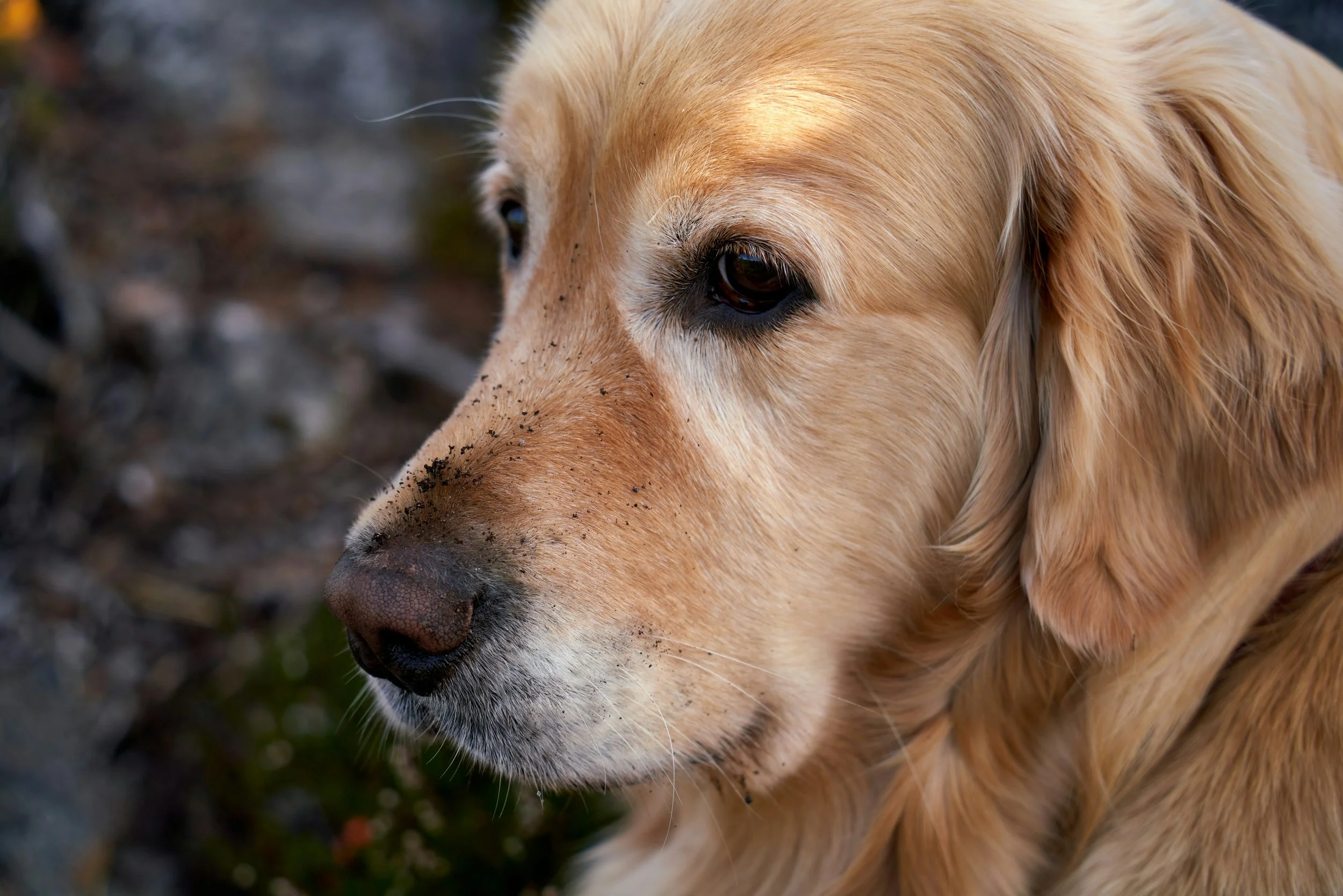 Feeding an Adult Golden Retriever with Homemade Food