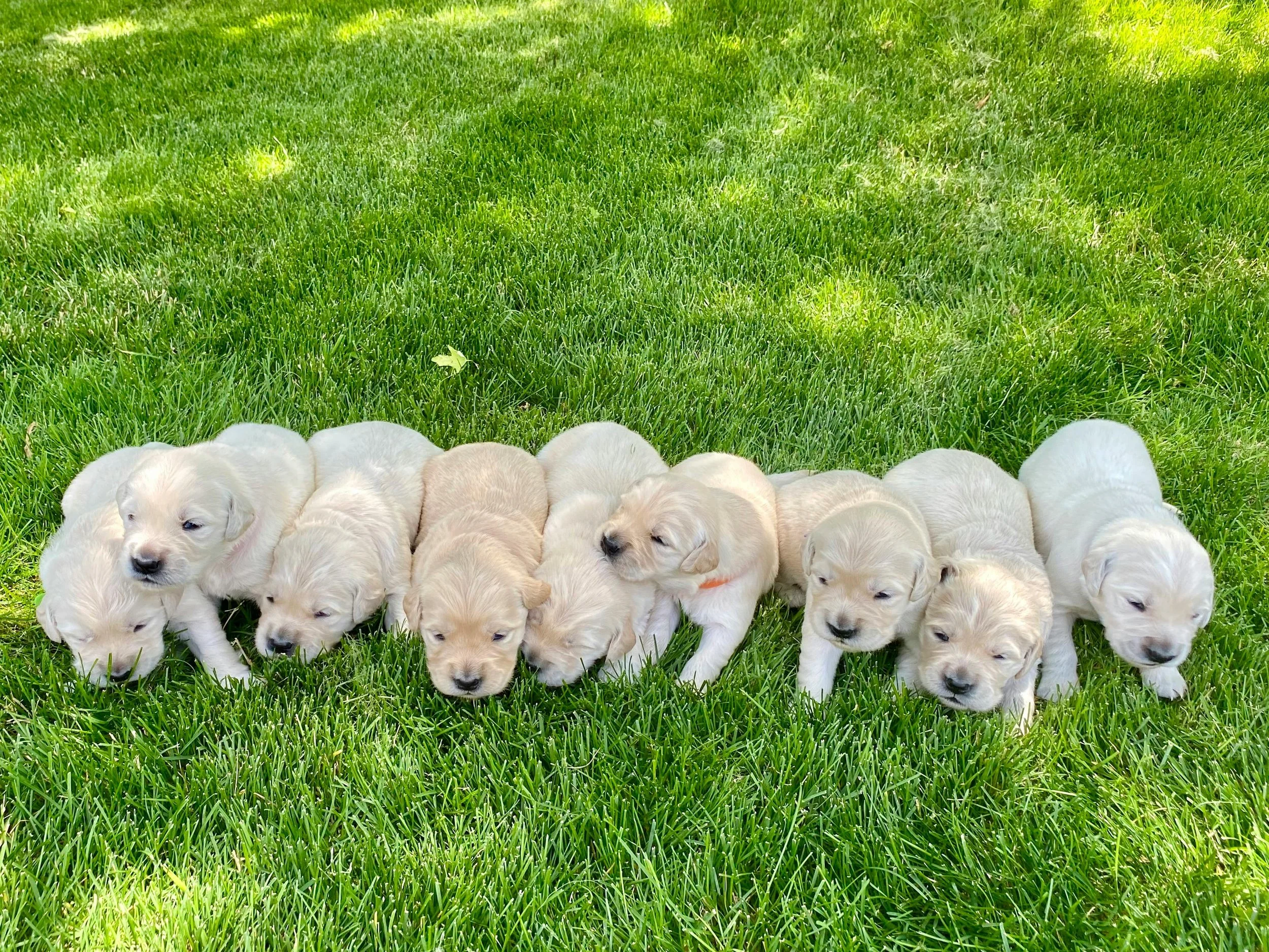 How to Choose a Responsible Golden Retriever Breeder