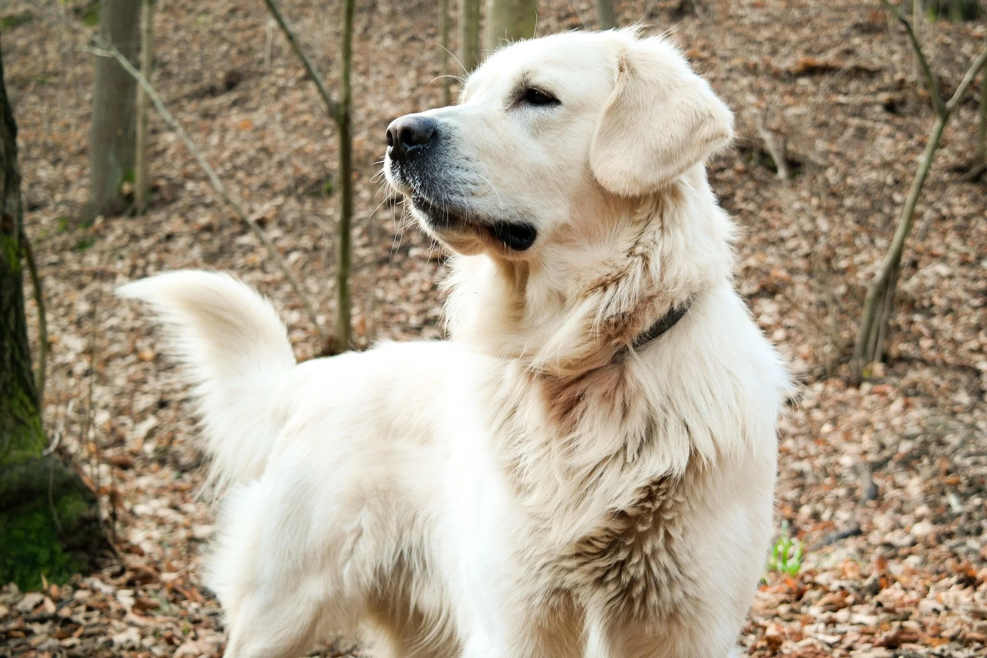 Joint Health in Golden Retrievers