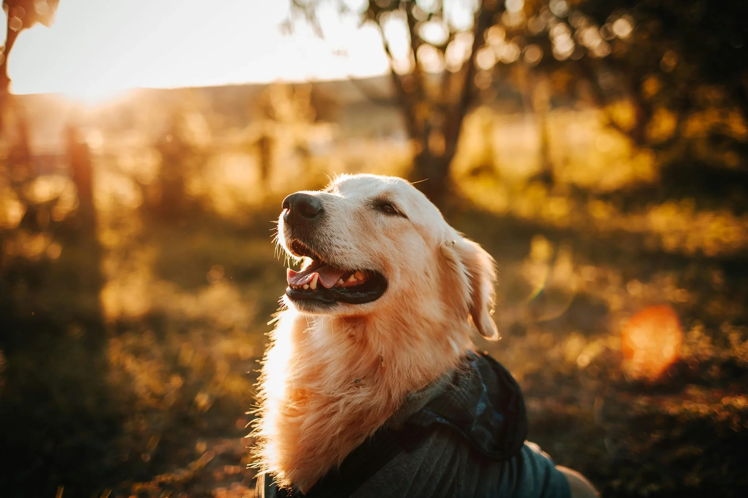 Bonding with Your Golden Retriever