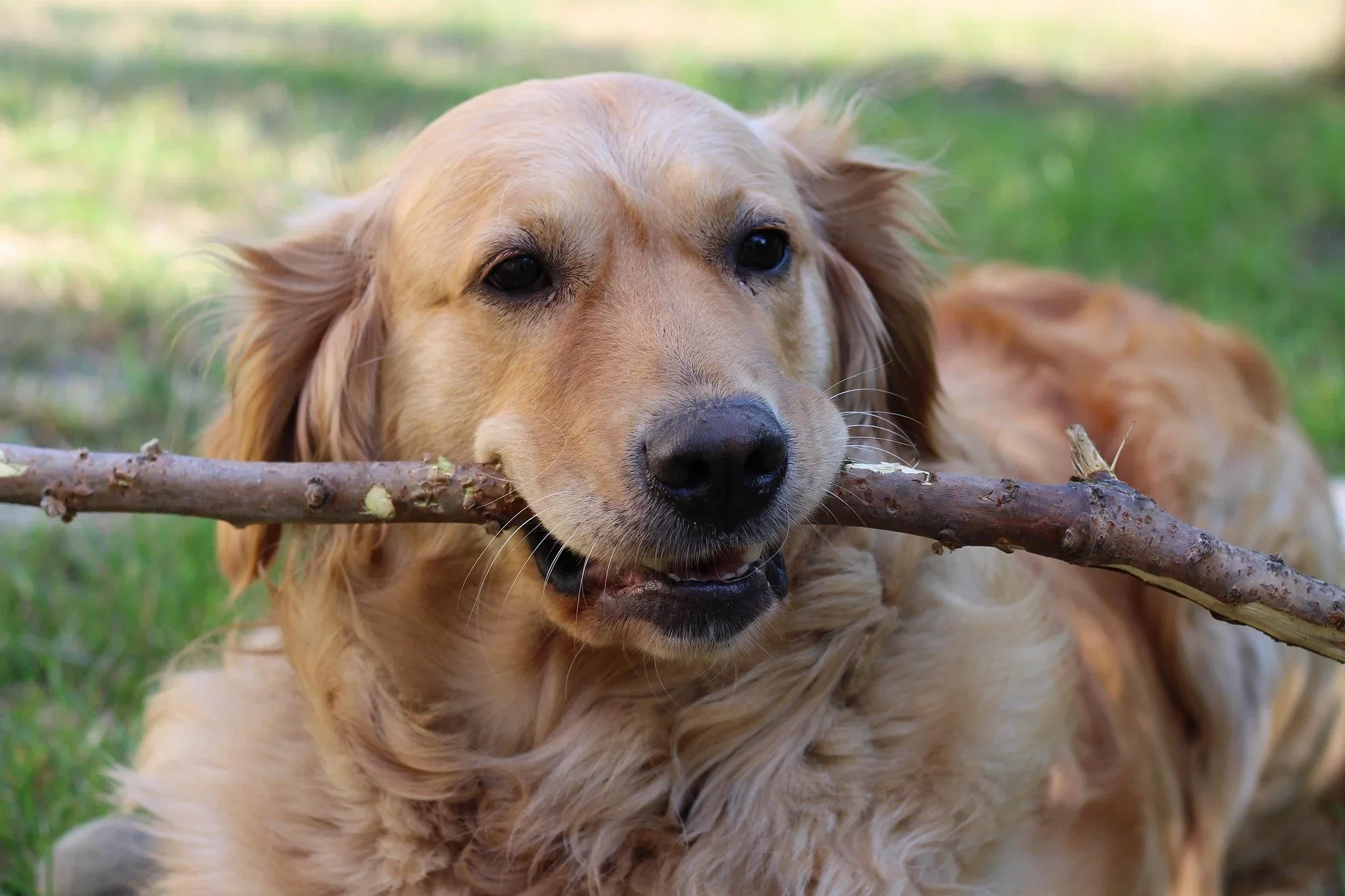 Golden Retriever Health: Prevention and Longevity