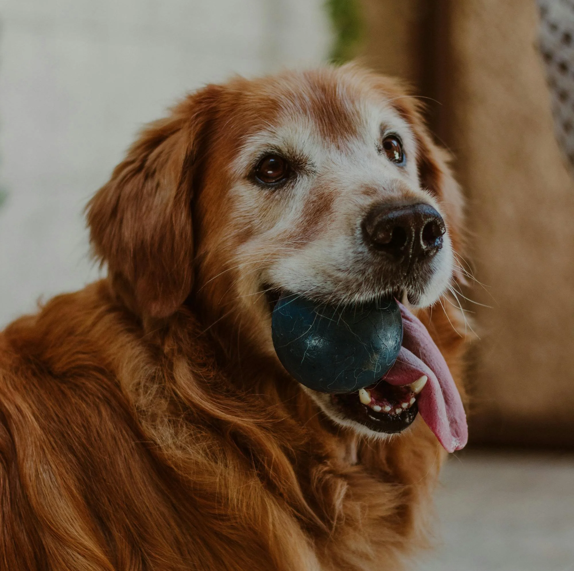 When Your Golden Retriever Becomes a Senior