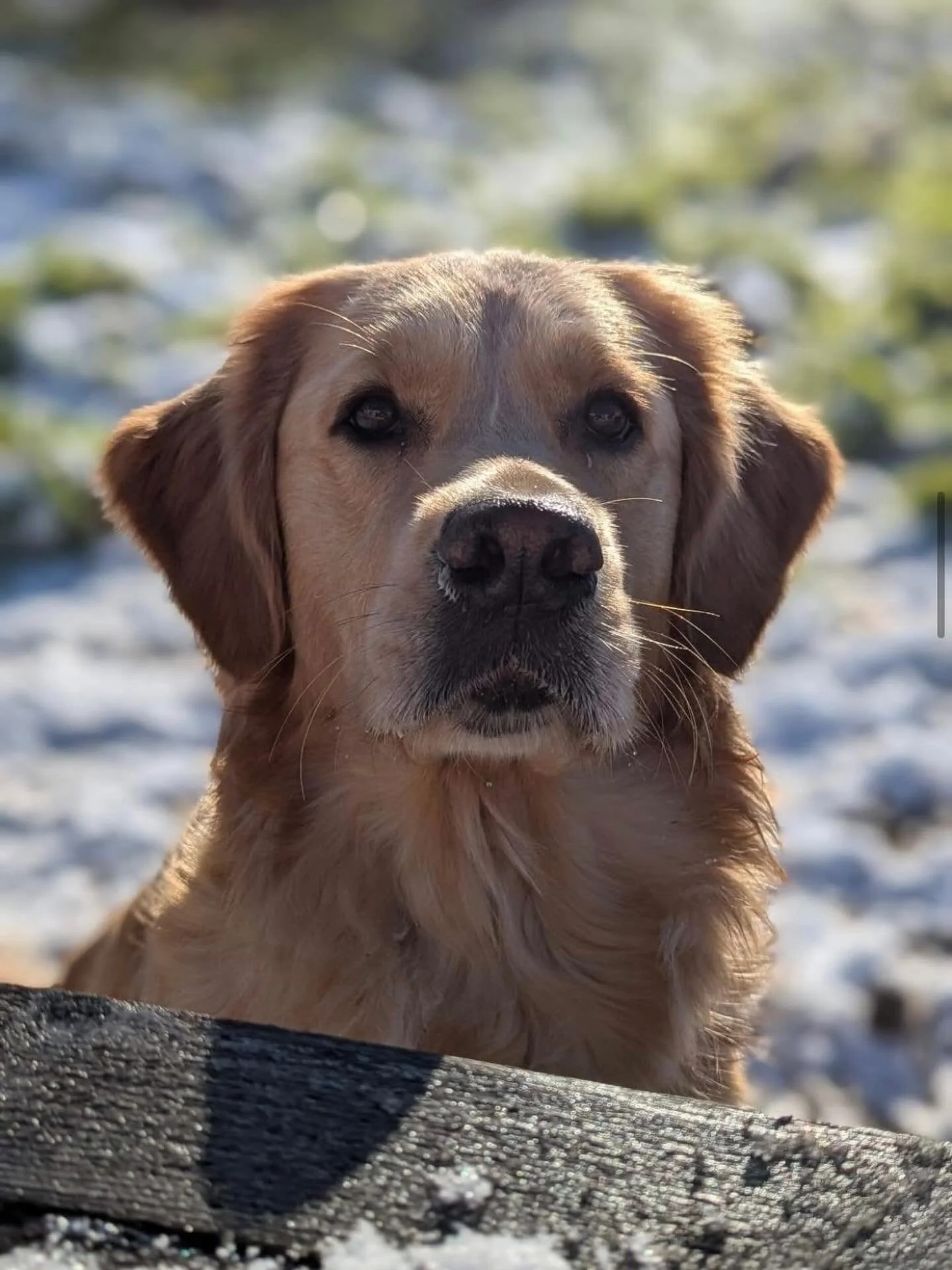 Just watching the world, quietly.
No rush. No noise. Just this moment.

There&rsquo;s something about a golden&rsquo;s gaze&hellip;
it slows everything down. #goldenretriever
#doglife
#goldenmoments
#dogsofinstagram
#calmliving