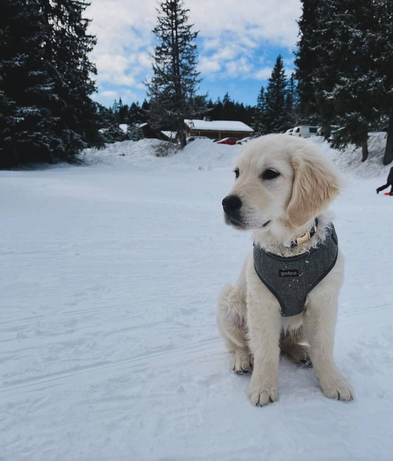 This was my first winter&hellip;
I can&rsquo;t wait to see the rest of the seasons. 🐾

#goldenretriever
#goldenpuppy
#doglife
#puppyadventures
#goldenretrieverlife