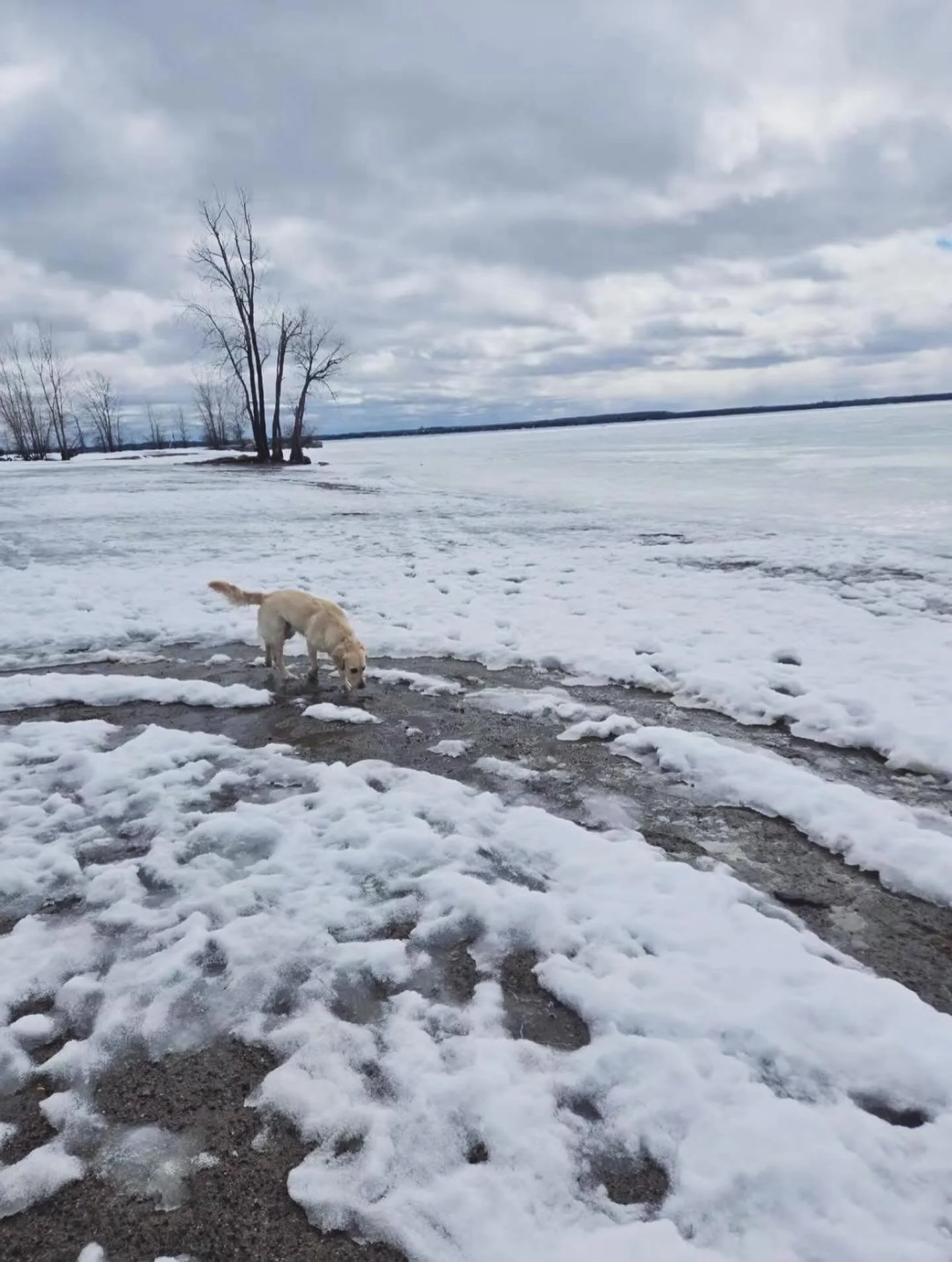 Winter was beautiful ❄️
Snowy walks, frozen lakes, quiet moments.

But now&hellip; we&rsquo;re ready for green grass, birds in the trees, and a few squirrels to chase.

Spring, we&rsquo;re waiting 🌱🐿️🐕 #goldenretriever
#goldenretrieverlife
#golden