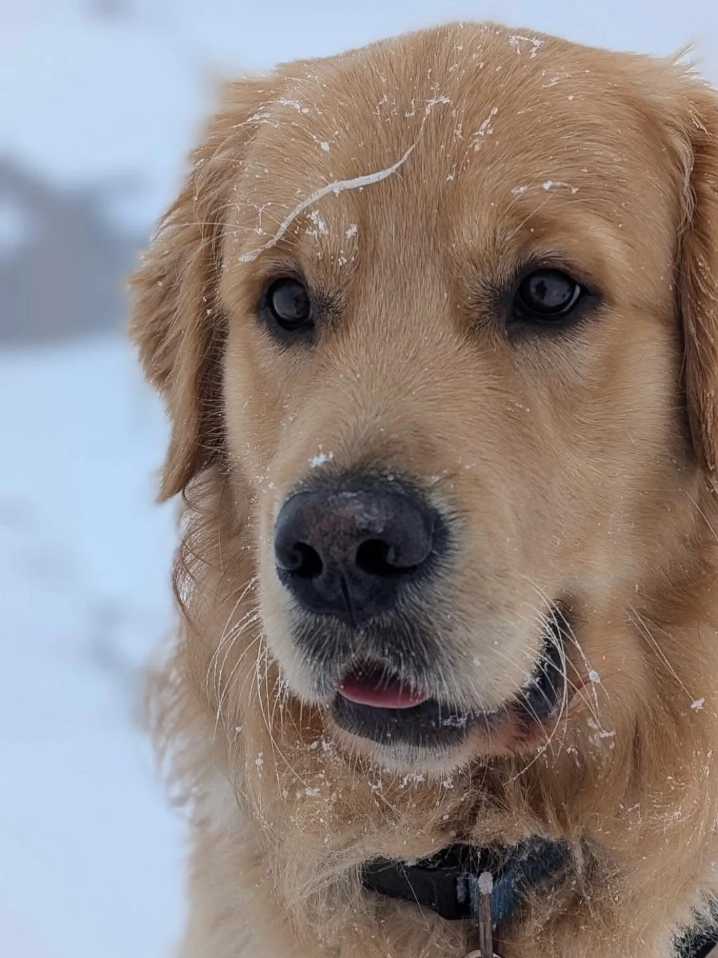 A golden soul in a winter world. ❄️ 🩵