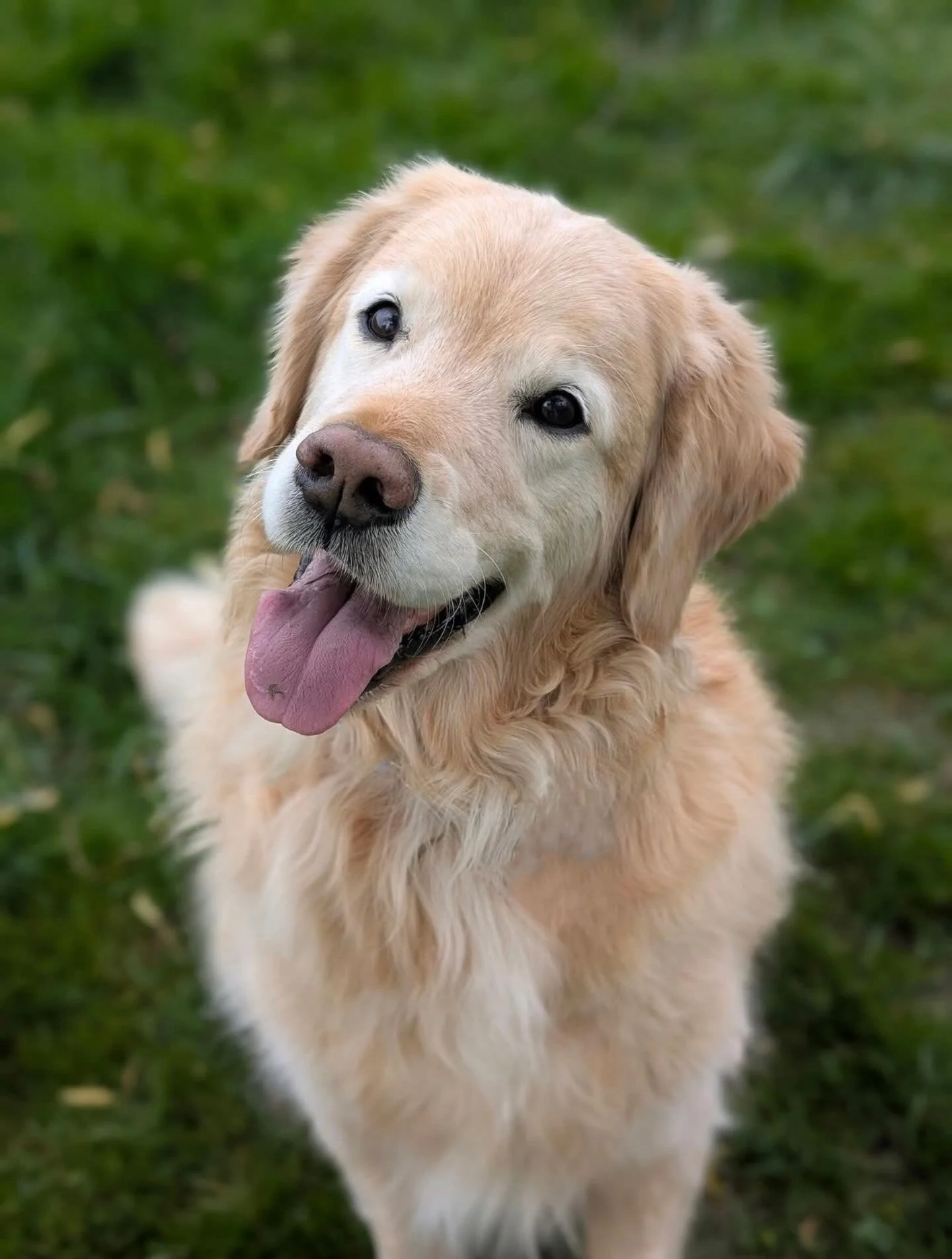 Spring is here 🌱☀️
and my heart is golden. ✨💛

More light, more walks, more moments like this. #goldenretriever
