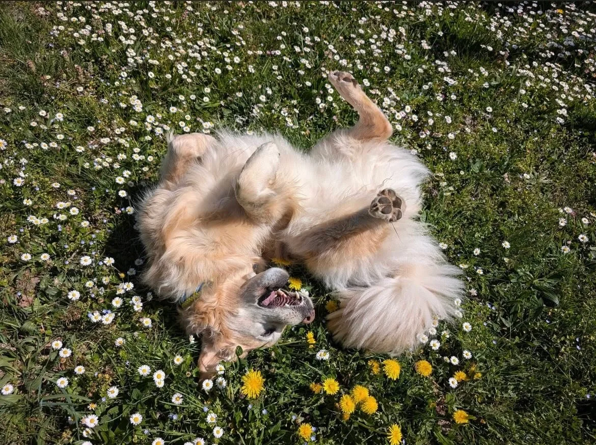 Spring happiness, golden edition 🌼

Rolling in the grass, chasing sunshine, and enjoying every second of it. ✨

#goldenretriever
#springvibes
#doglife
#goldenmoments
#happydog