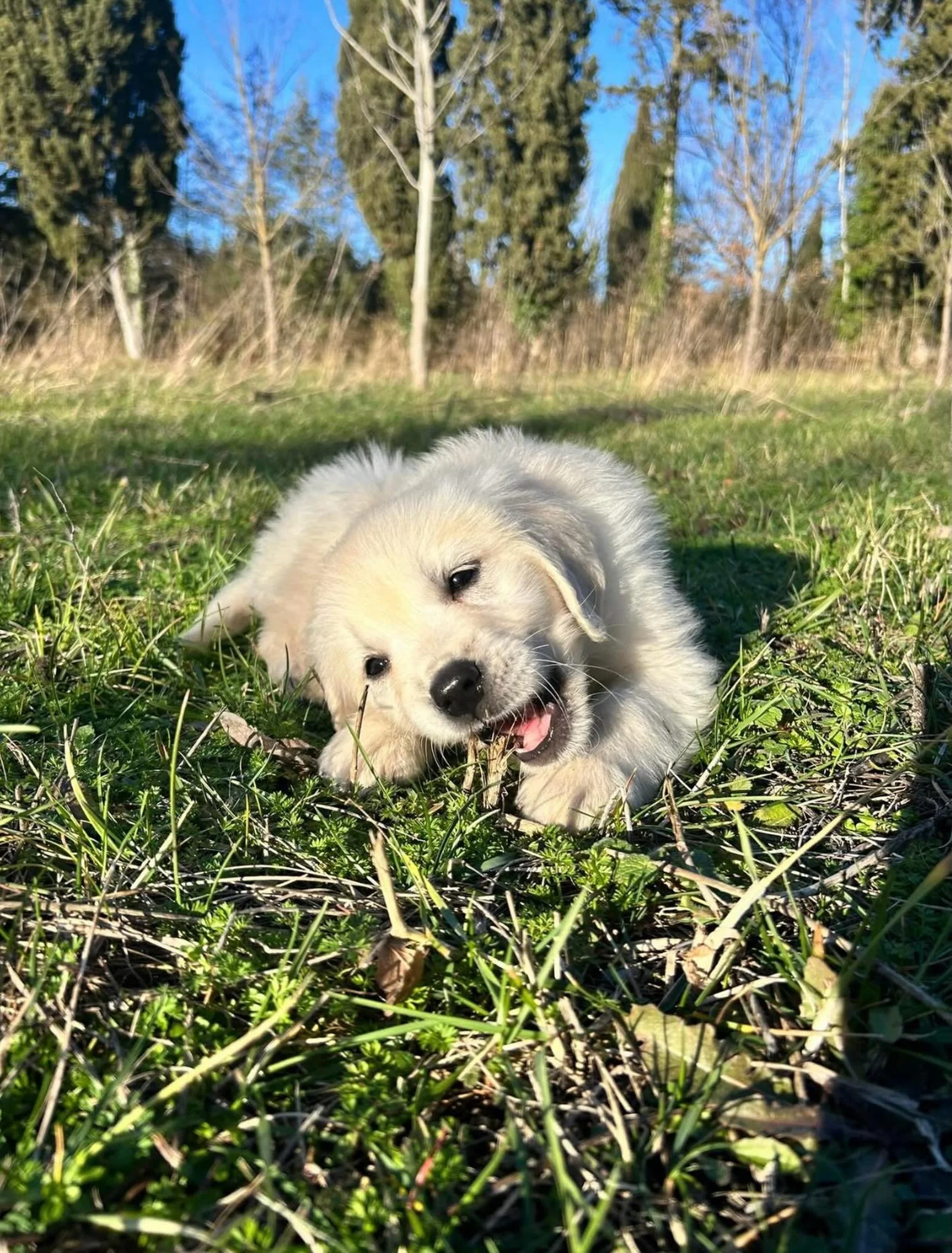 Little paws, big discoveries 🌱✨

Everything is new.
Every stick is exciting.
Every sunny afternoon feels like an adventure.

#goldenretriever
#goldenpuppy
#puppylife
#dogsofinstagram
#goldenmoments