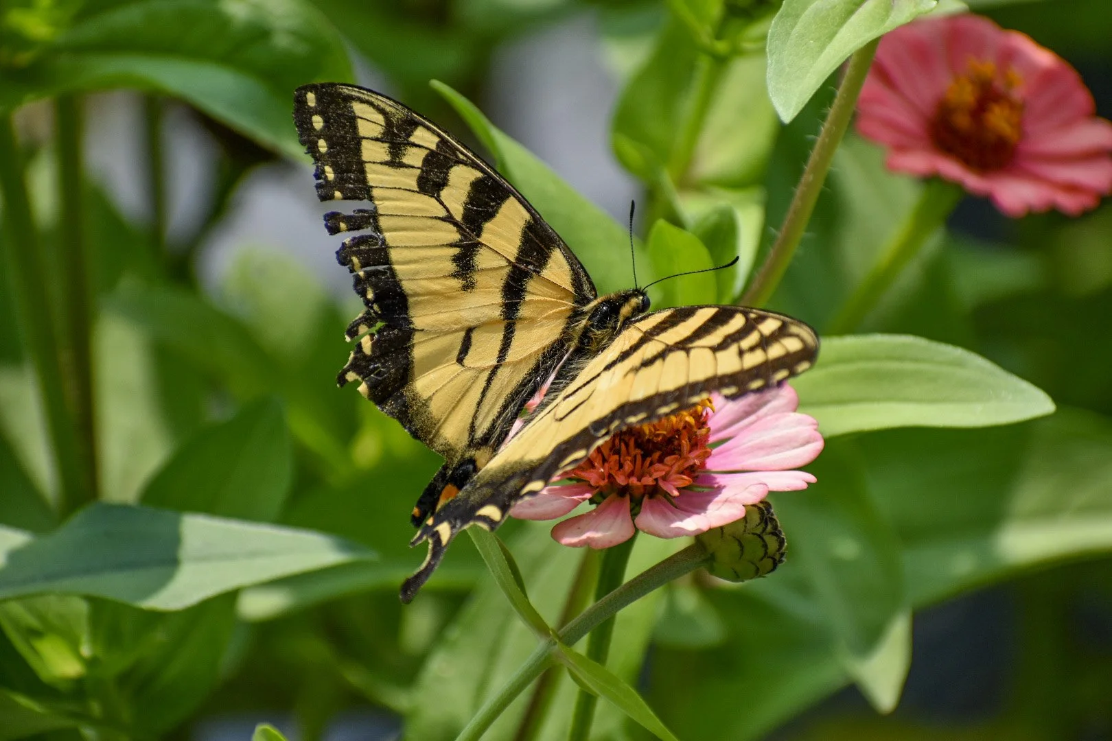 A yellow and black butterfly perched on a pink flower surrounded by green leaves.