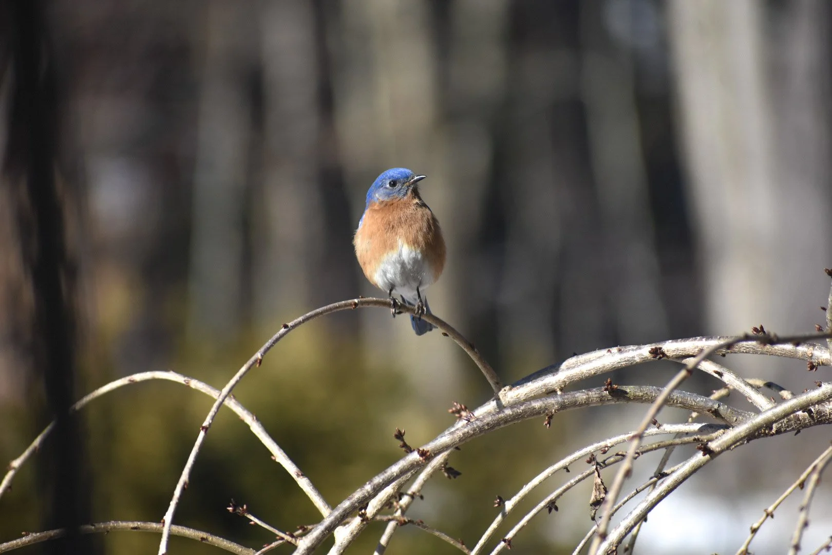 A small bird with a blue head and orange breast perched on a thin, arching branch.