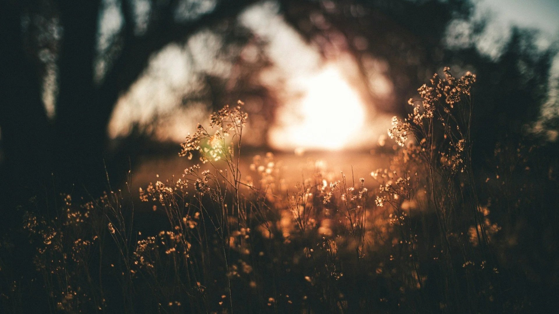 Sacred Whispers Morning Affirmations 🕊️