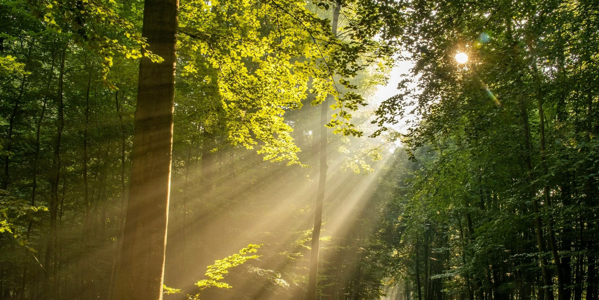 Affirmations to Start Your Day Differently 🕊️