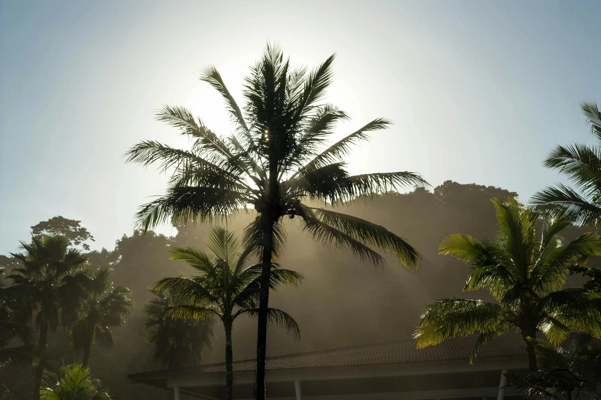 Gentle Morning Meditation to Begin Your Day🌿