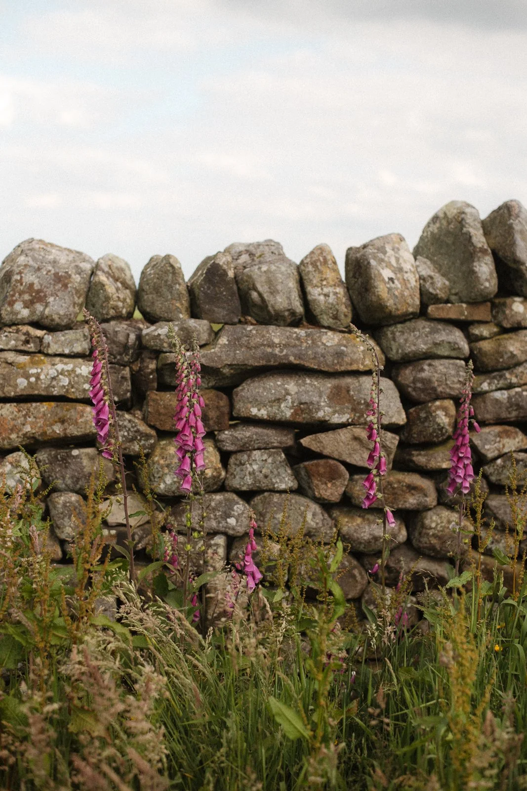 Eine Steinmauer im Freien mit wild wachsenden pinken Blumen im Vordergrund.