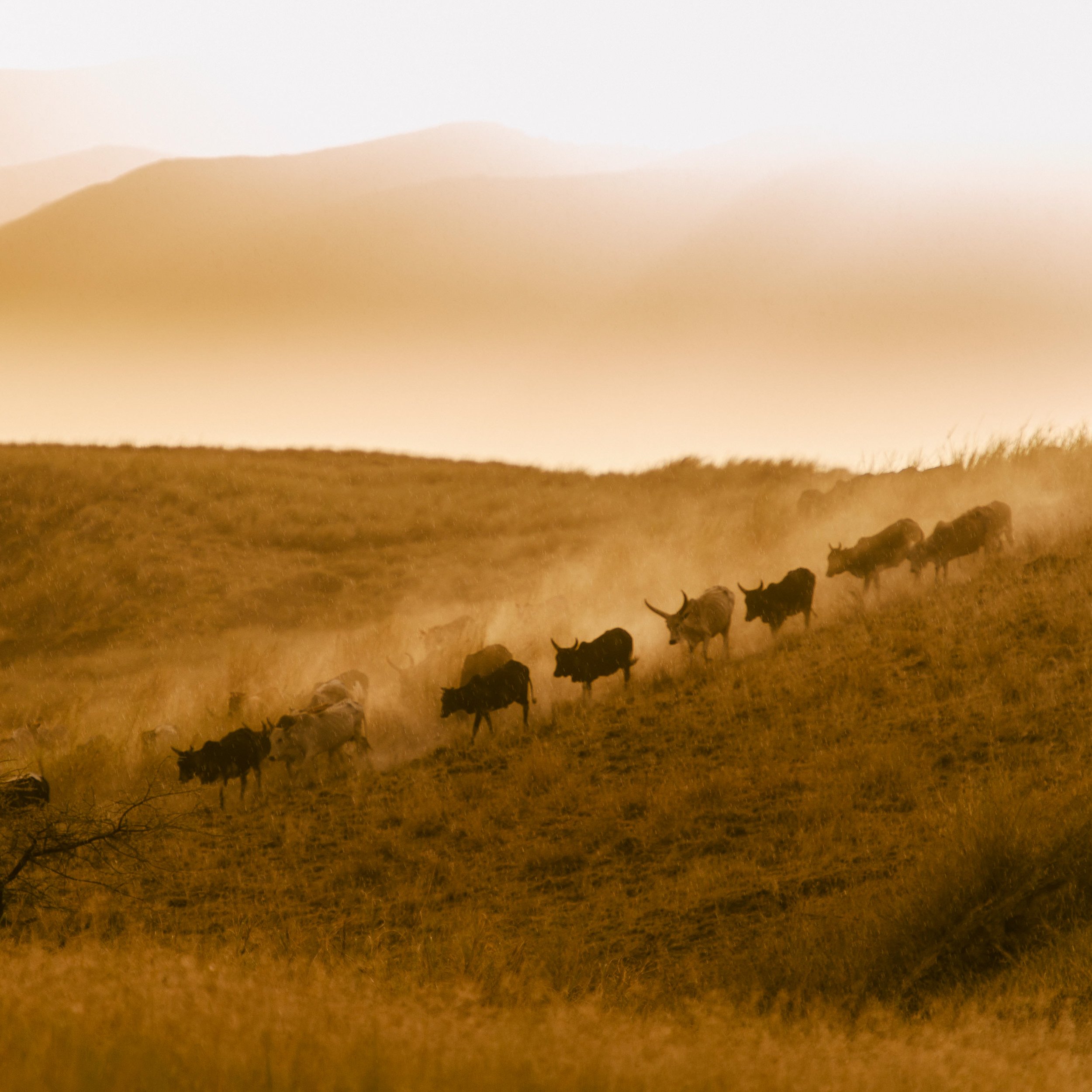 one thousand stars hotel