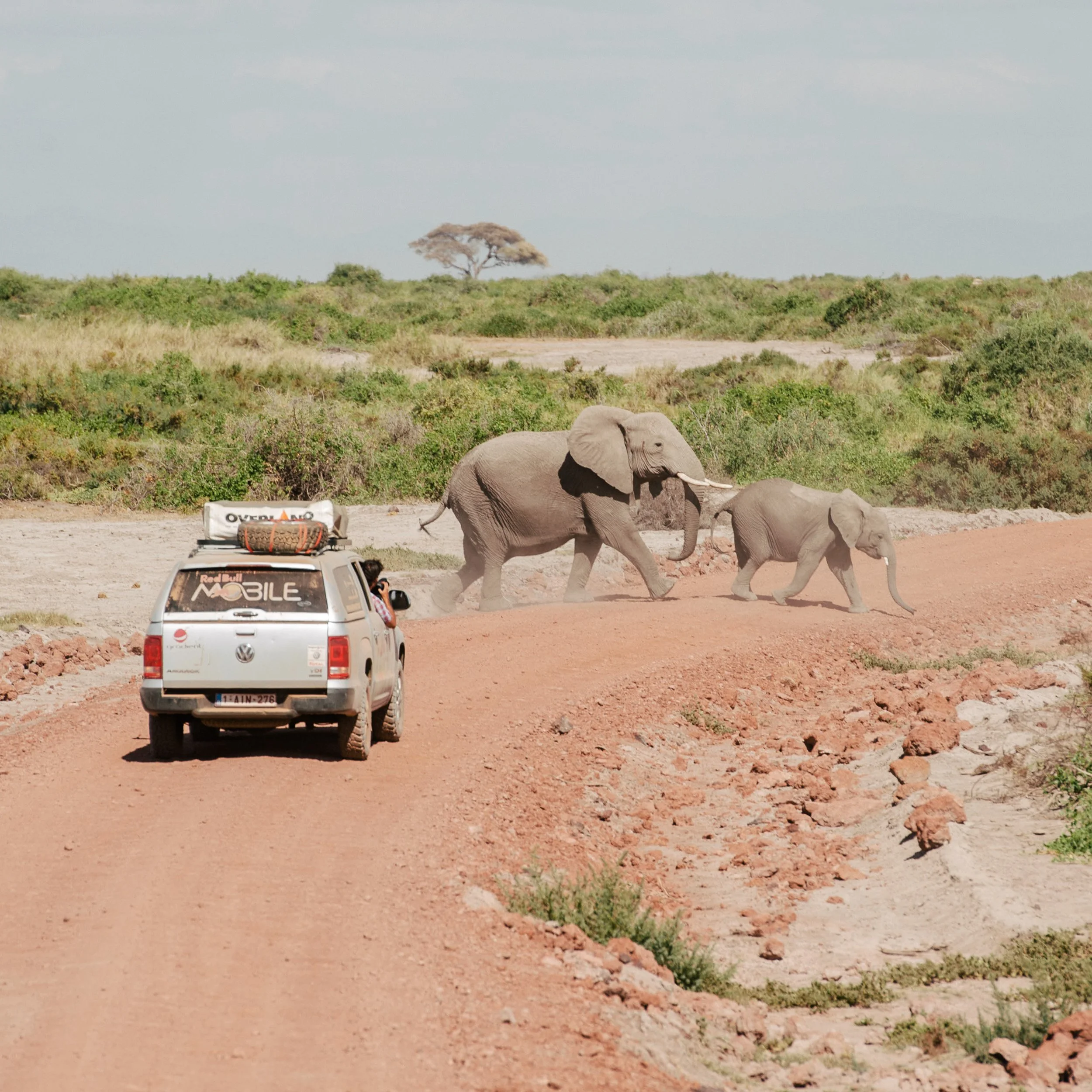 no need to teach an eagle to fly